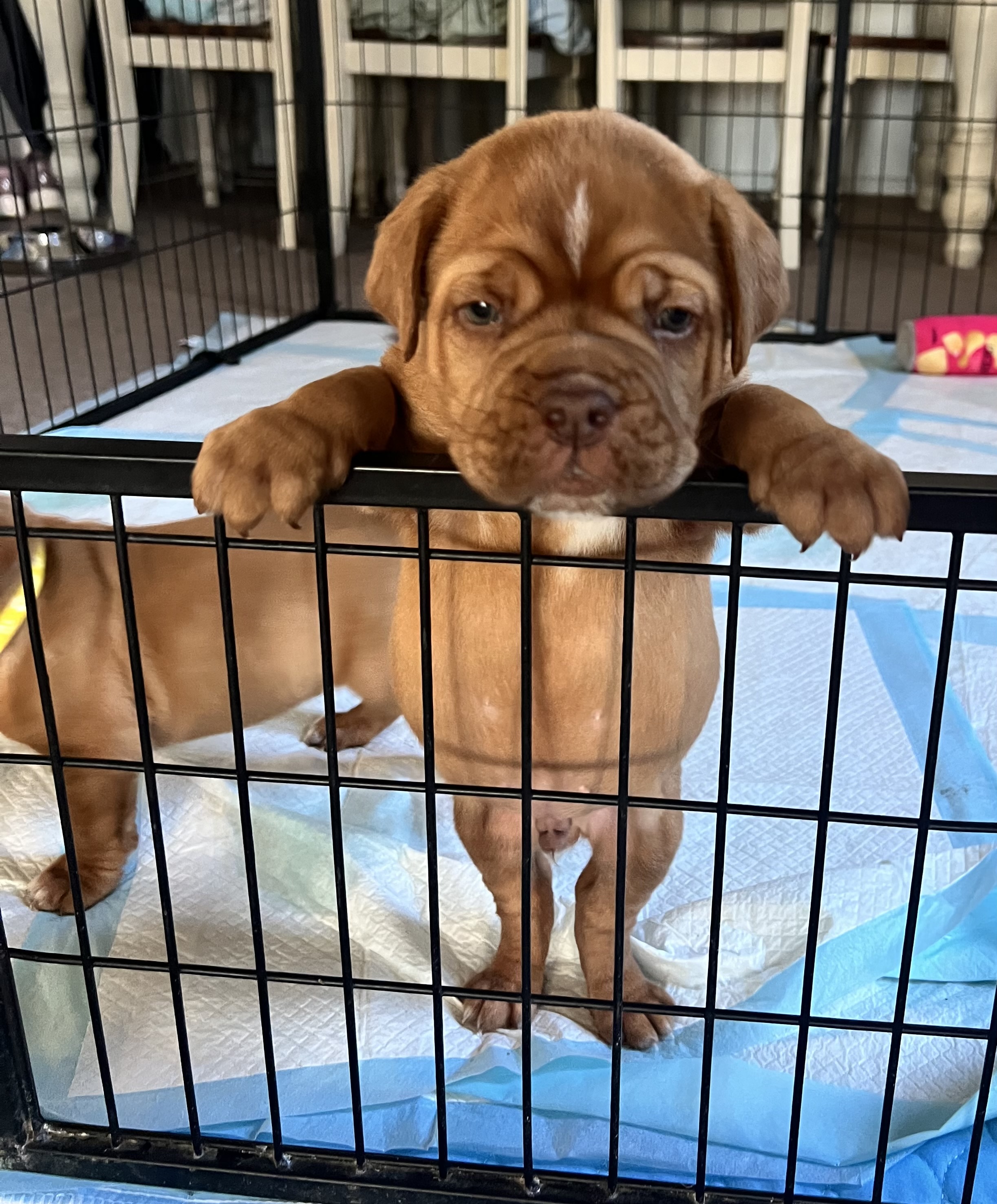 Dogue De Bordeaux – Jimboomba