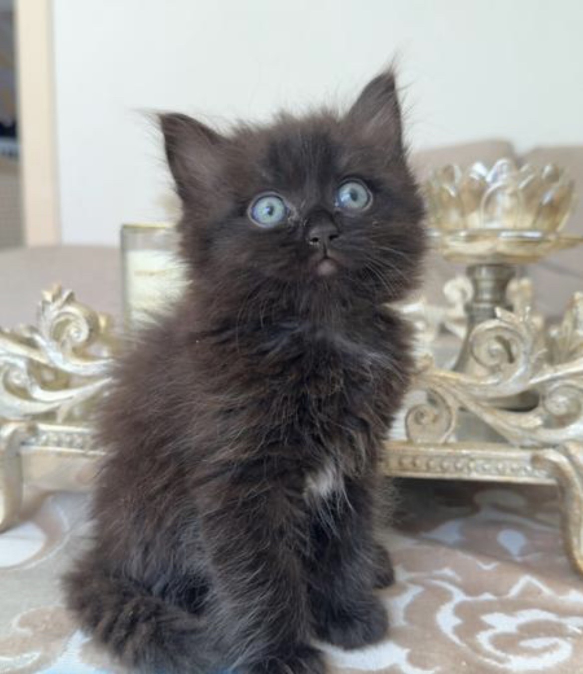 Ragdoll – Warwick Farm