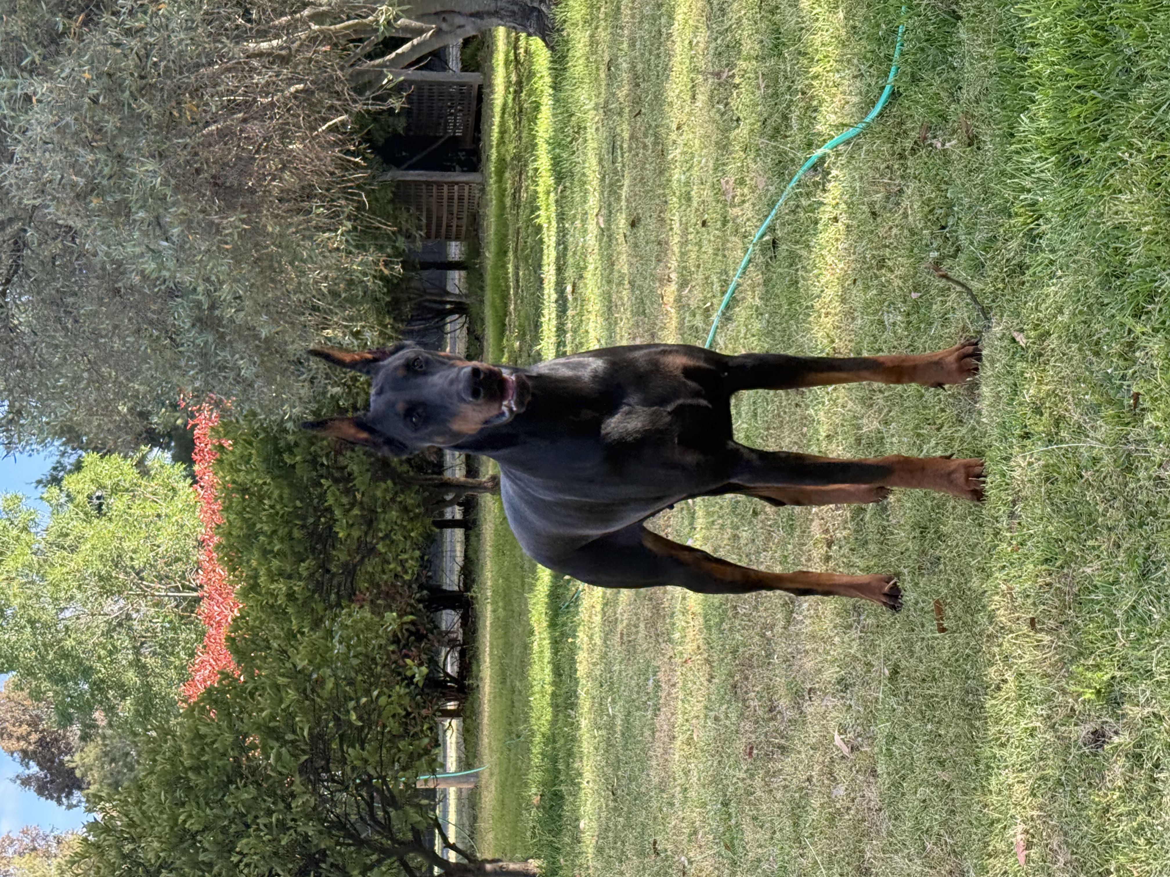 Dobermann