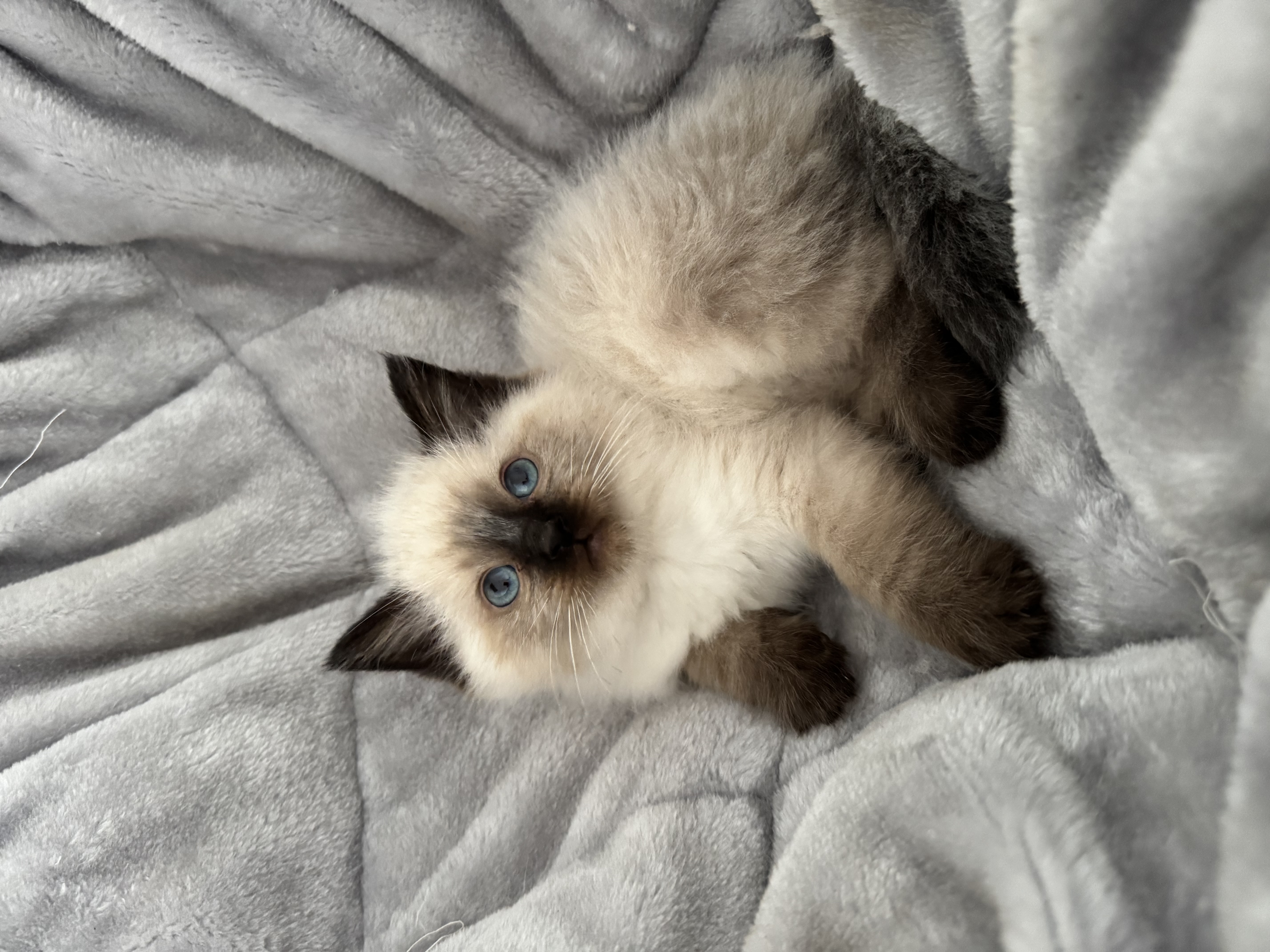 Ragdoll – Brookfield