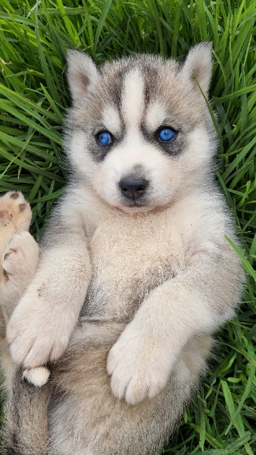 Husky – Newcastle