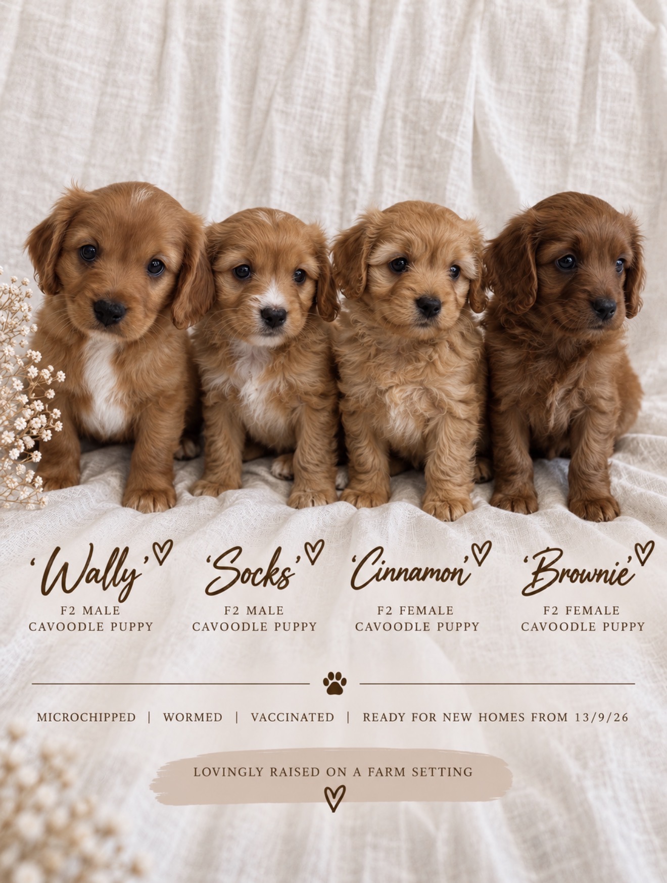 Cavoodle – Huskisson