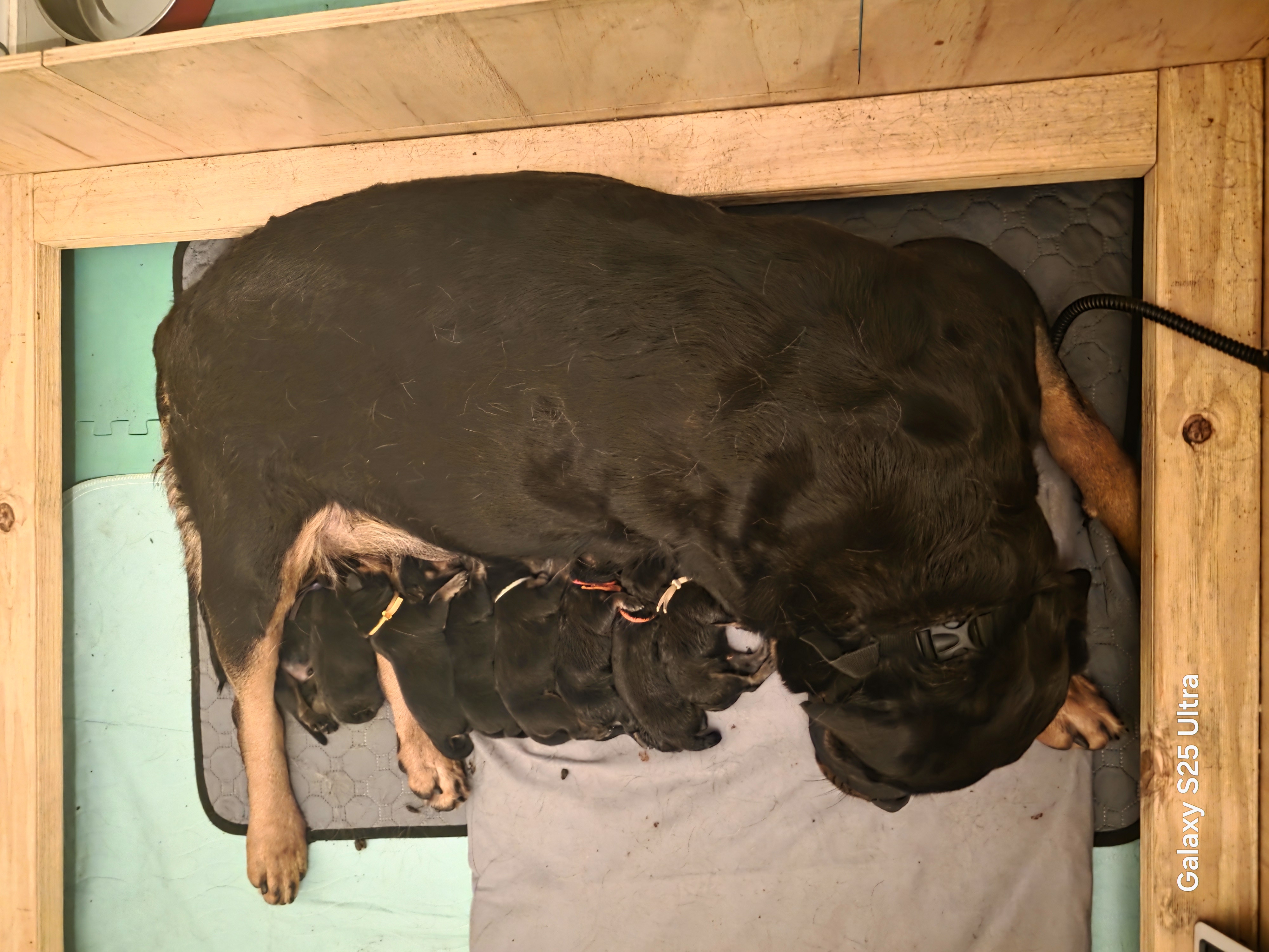 Rottweiler – Boronia Heights