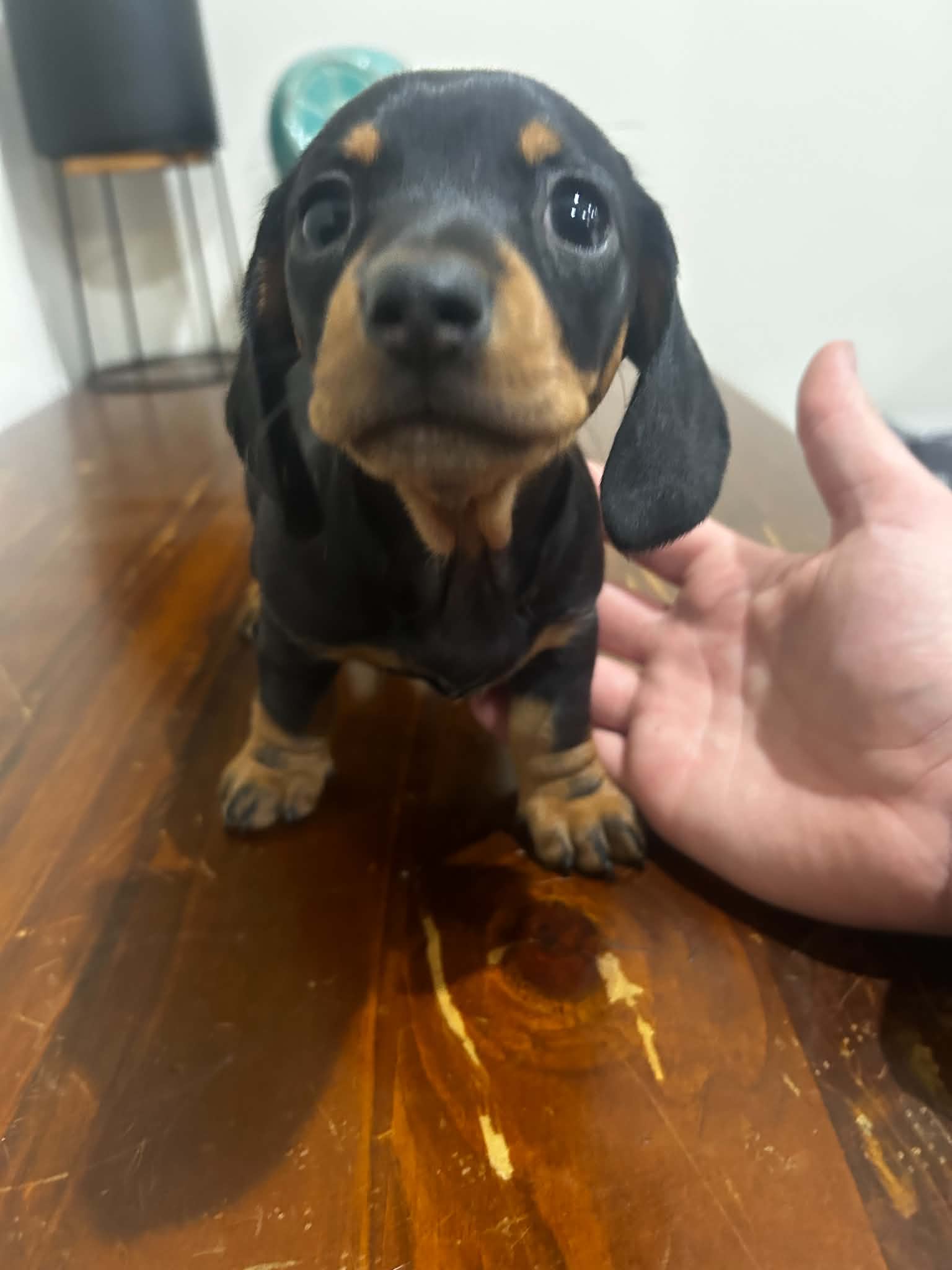 Dachshund – Bardia