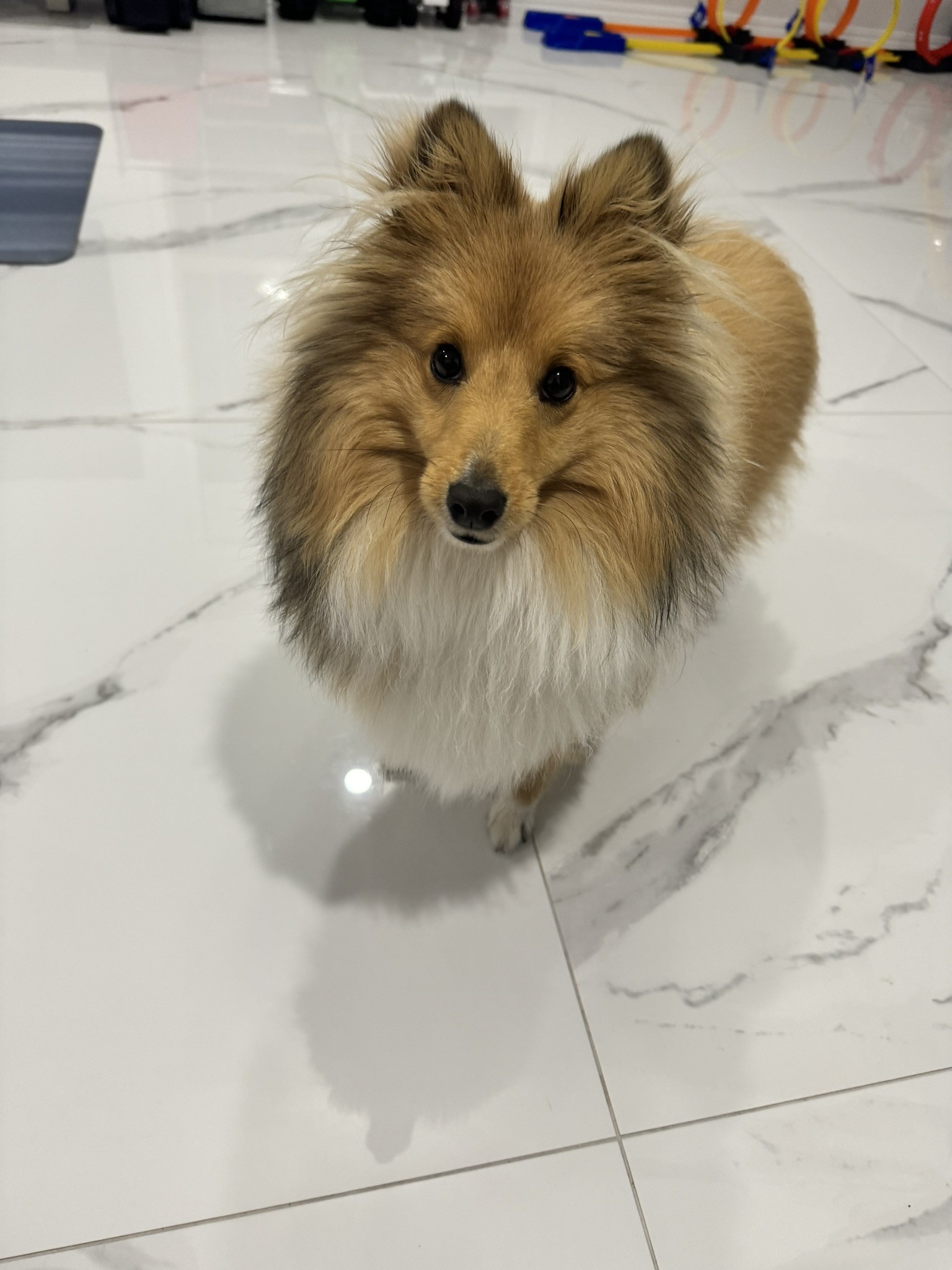 Shetland Sheepdog – Runcorn