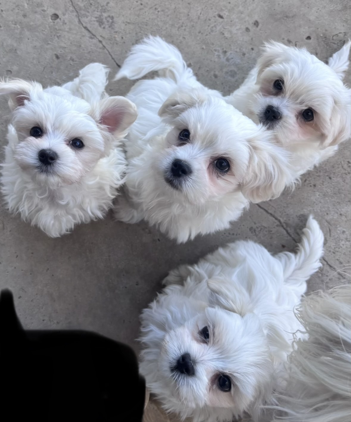 Dogs – Geelong