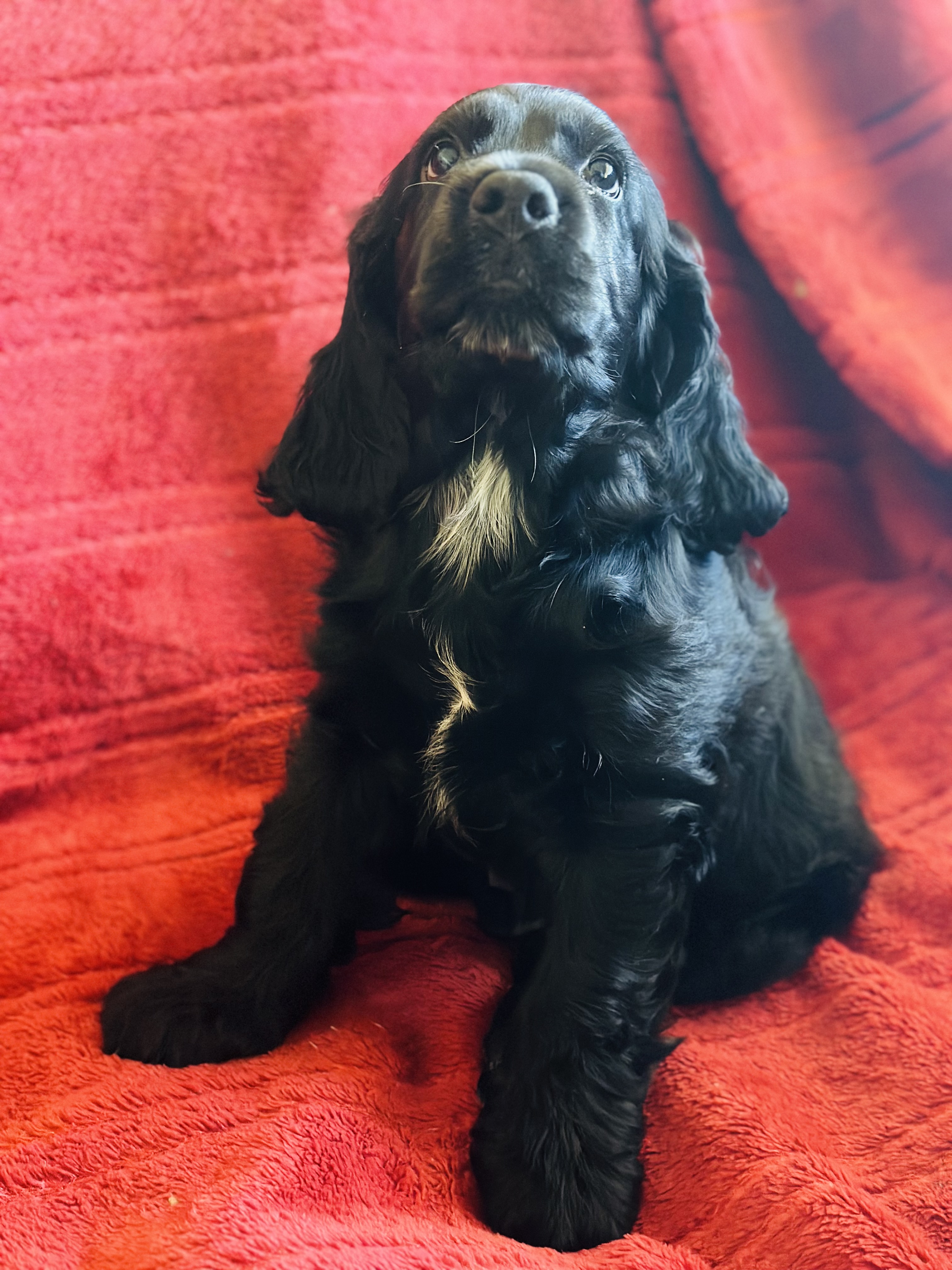 Cocker spaniel