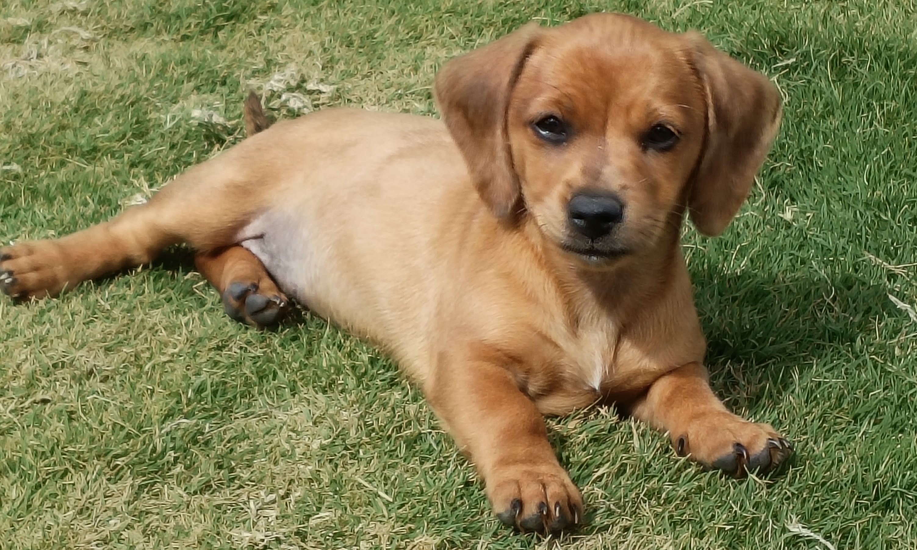 Dachshund – The Common