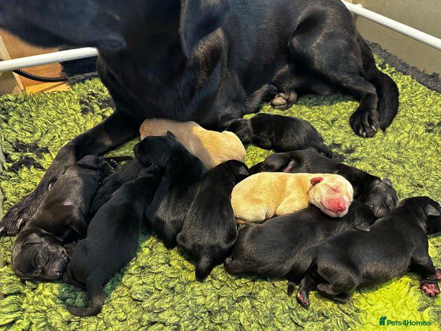 Labrador Retriever – Perth