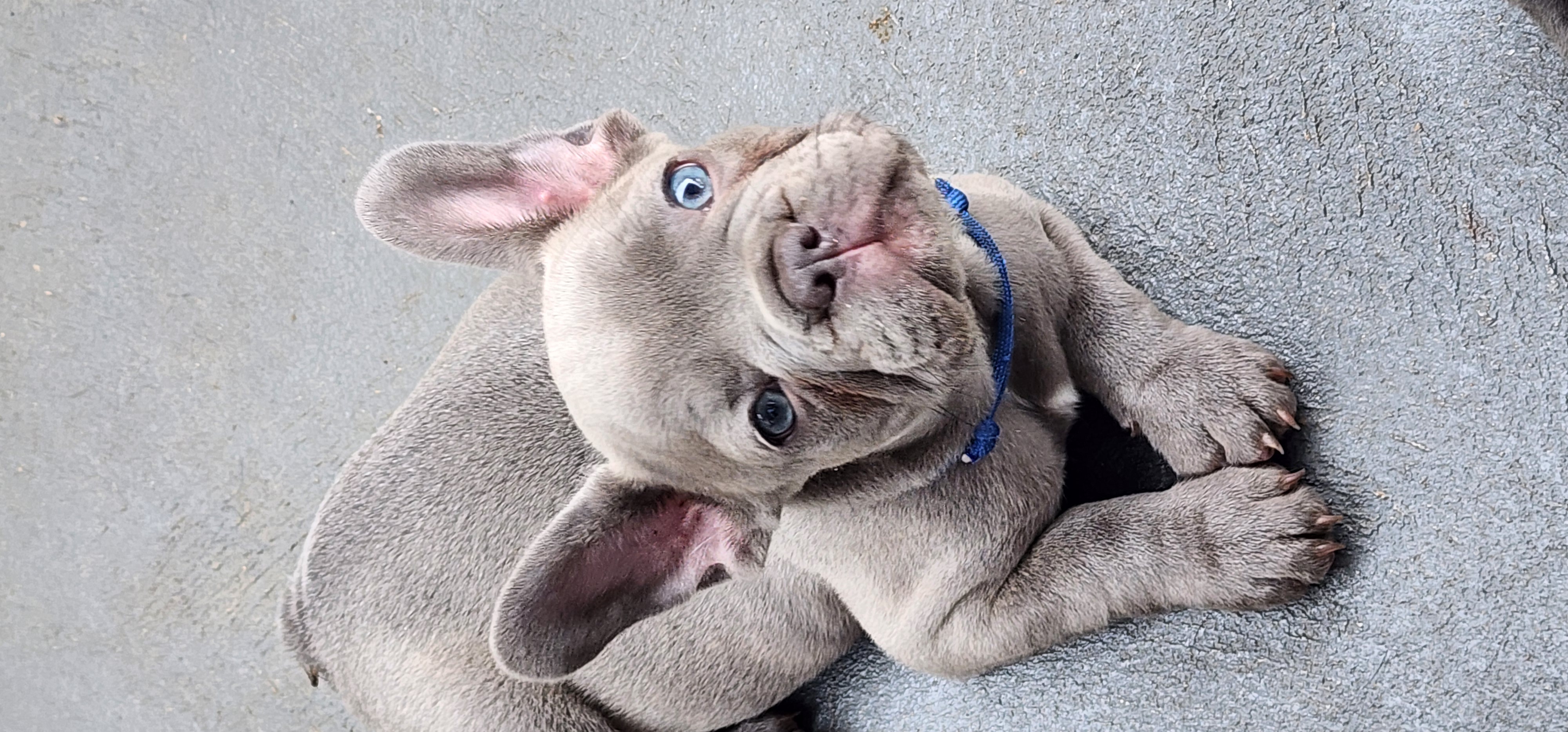 French Bulldog – Rutherford