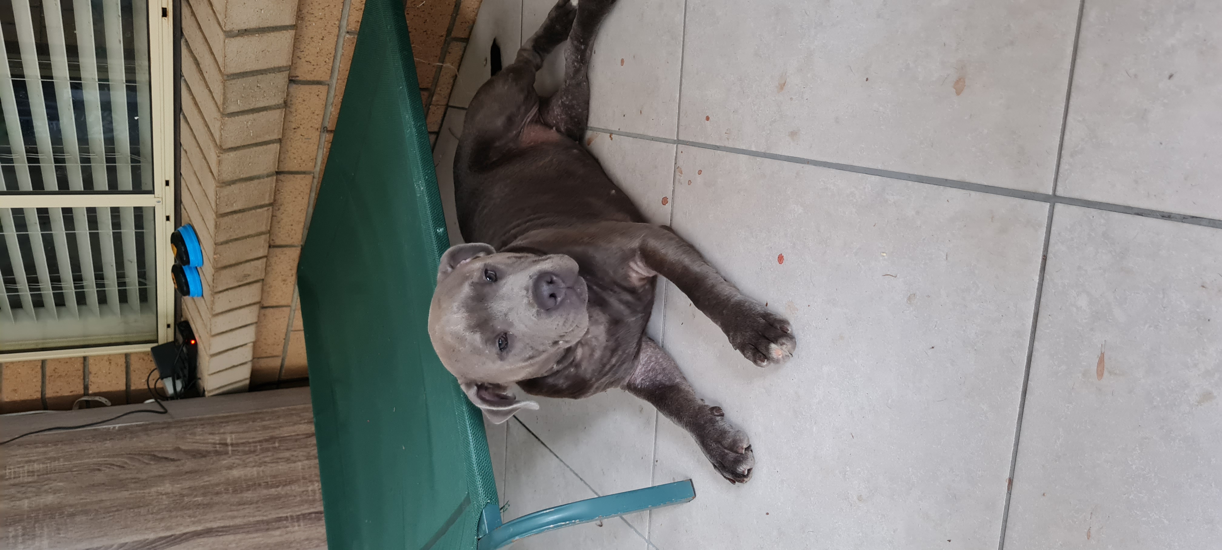 Blue Staffordshire Bull Terrier pups for Sale