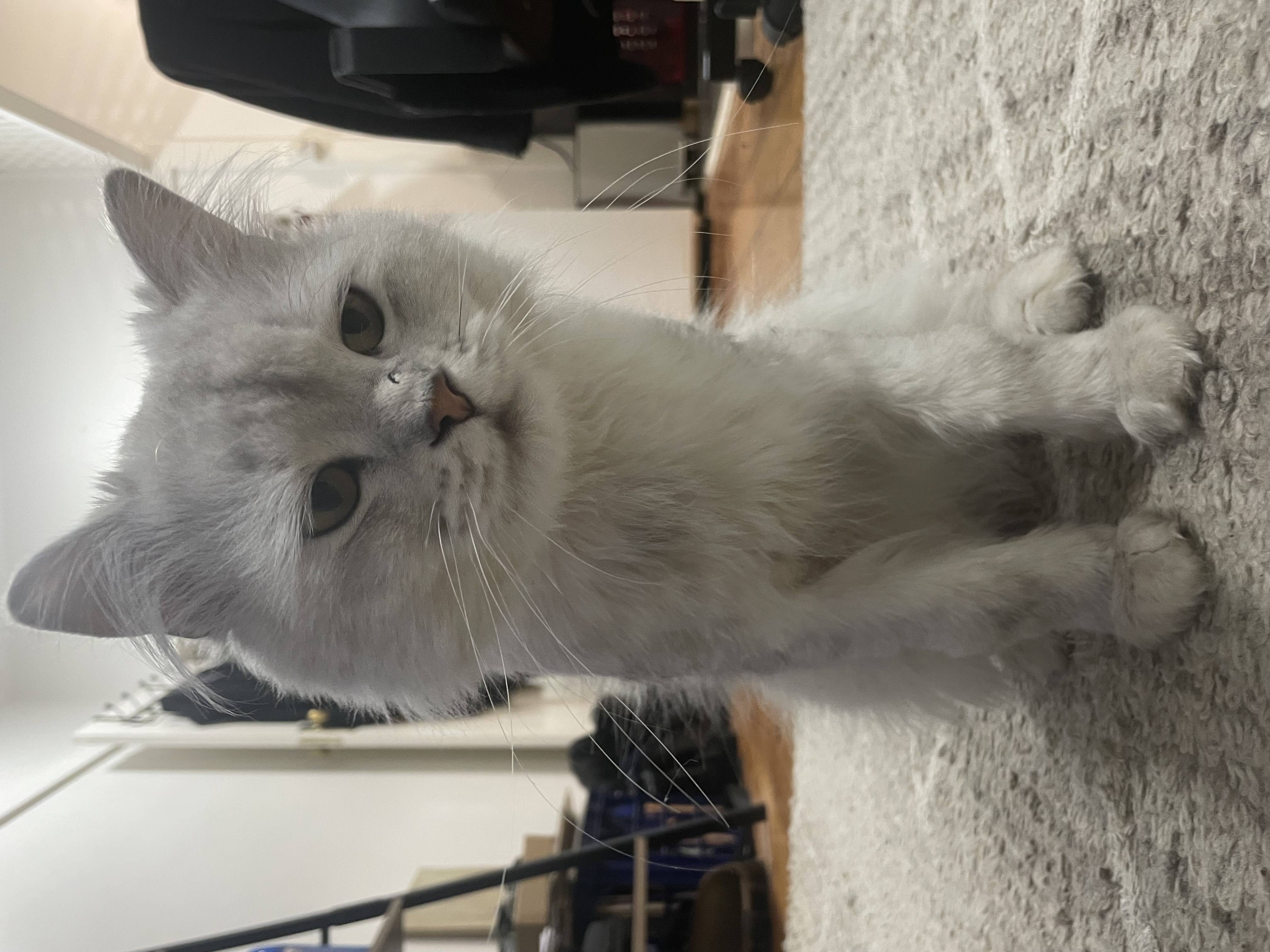 Persian – Clovelly