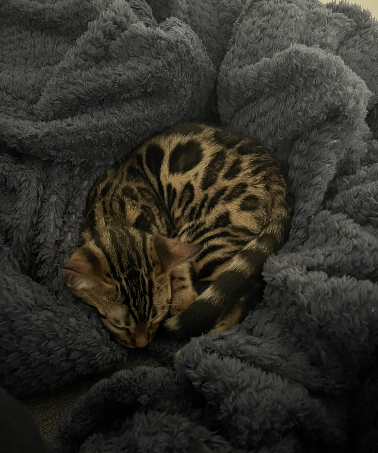 Bengal – Narwee