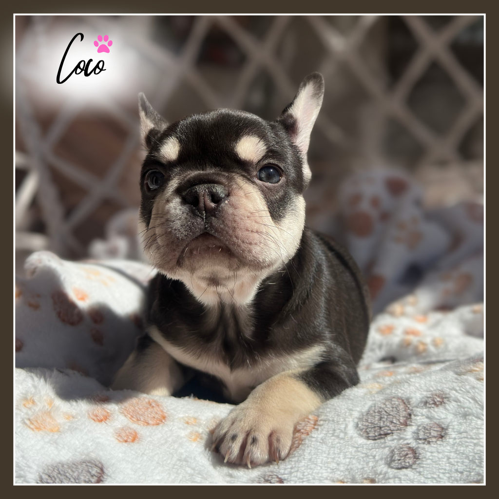 French Bulldog – Everton Hills