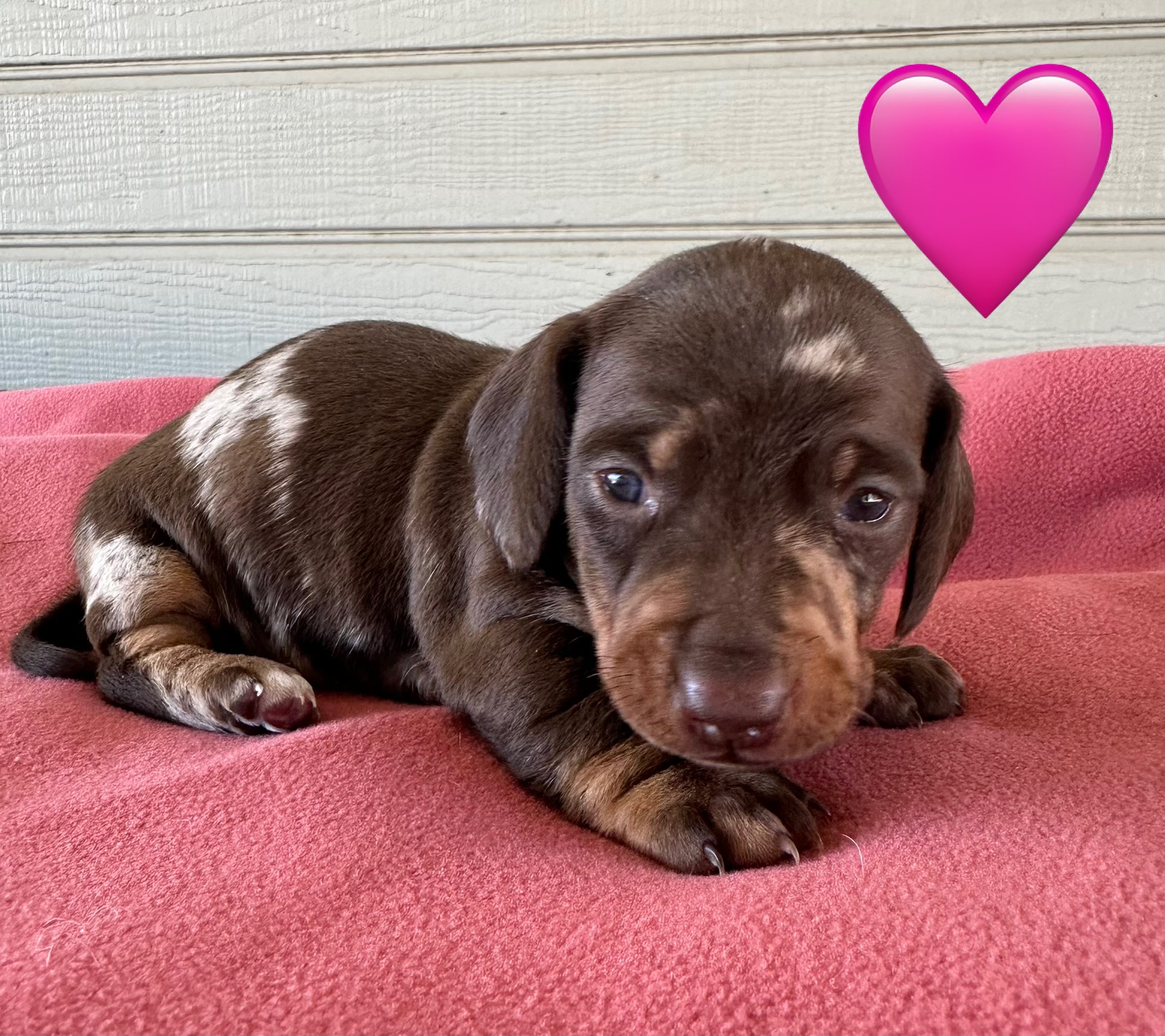 Dachshund – Theodore