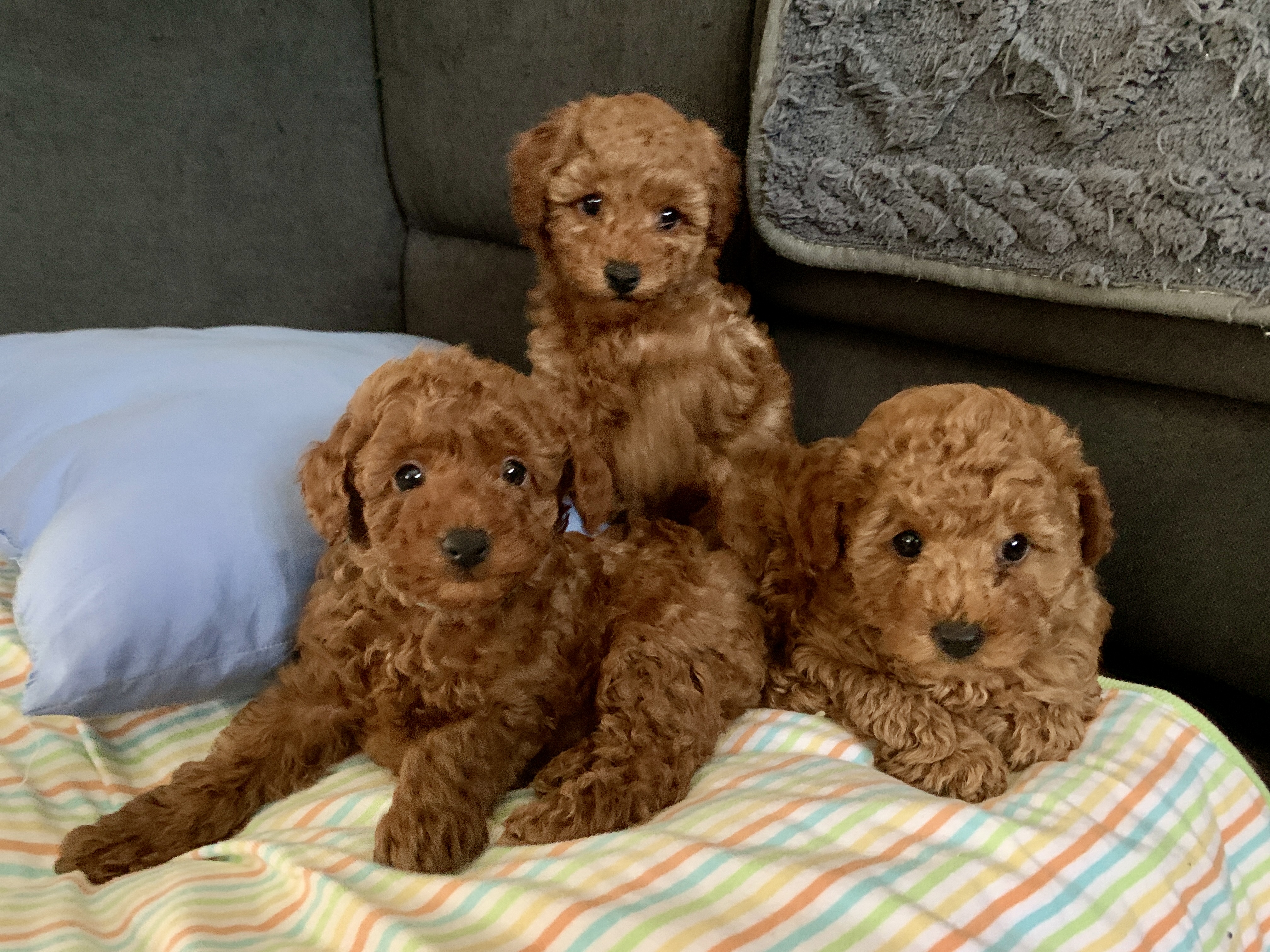 Toy Poodle – Pakenham