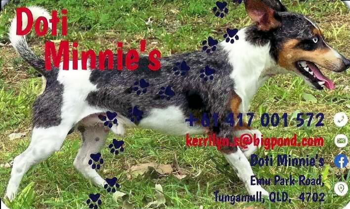 Fox Terrier – Kerrilyn Salmond