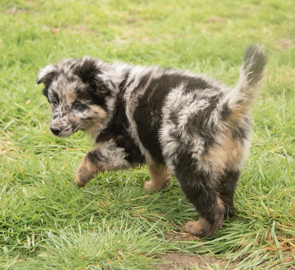 Shollie – Greendale