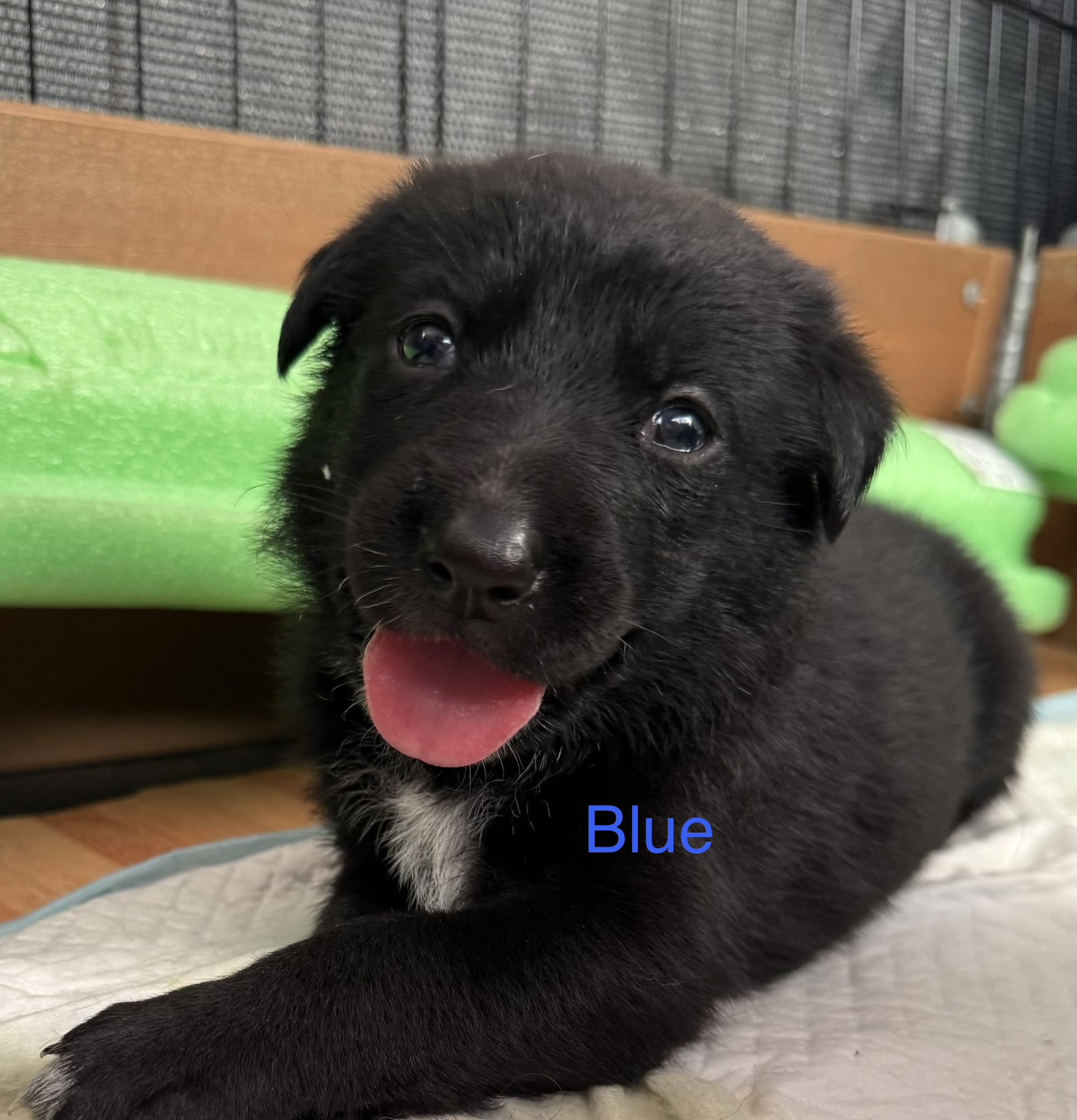 German Shepherd – Galston