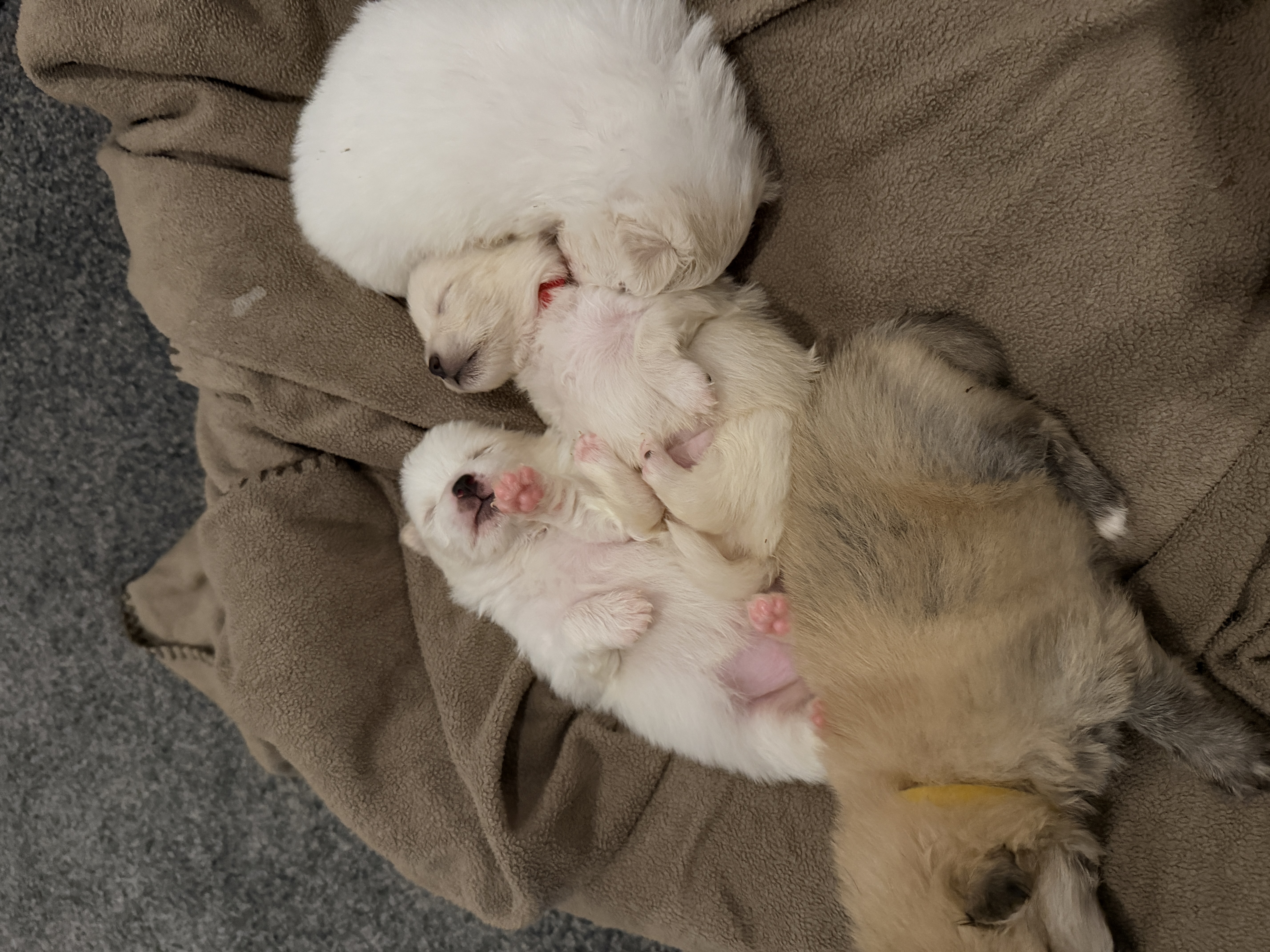 Pomeranian – Truganina