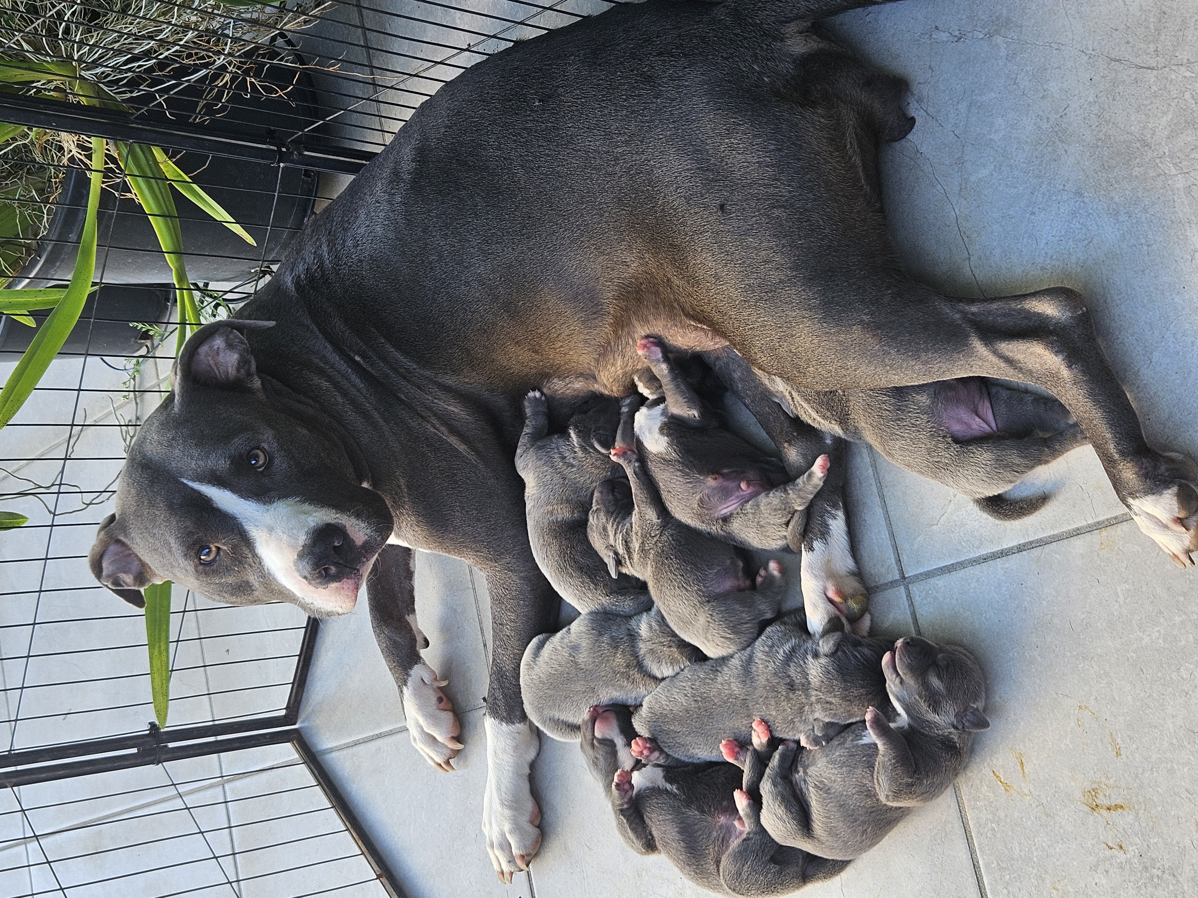 American Staffordshire Bull Terrier – Rasmussen