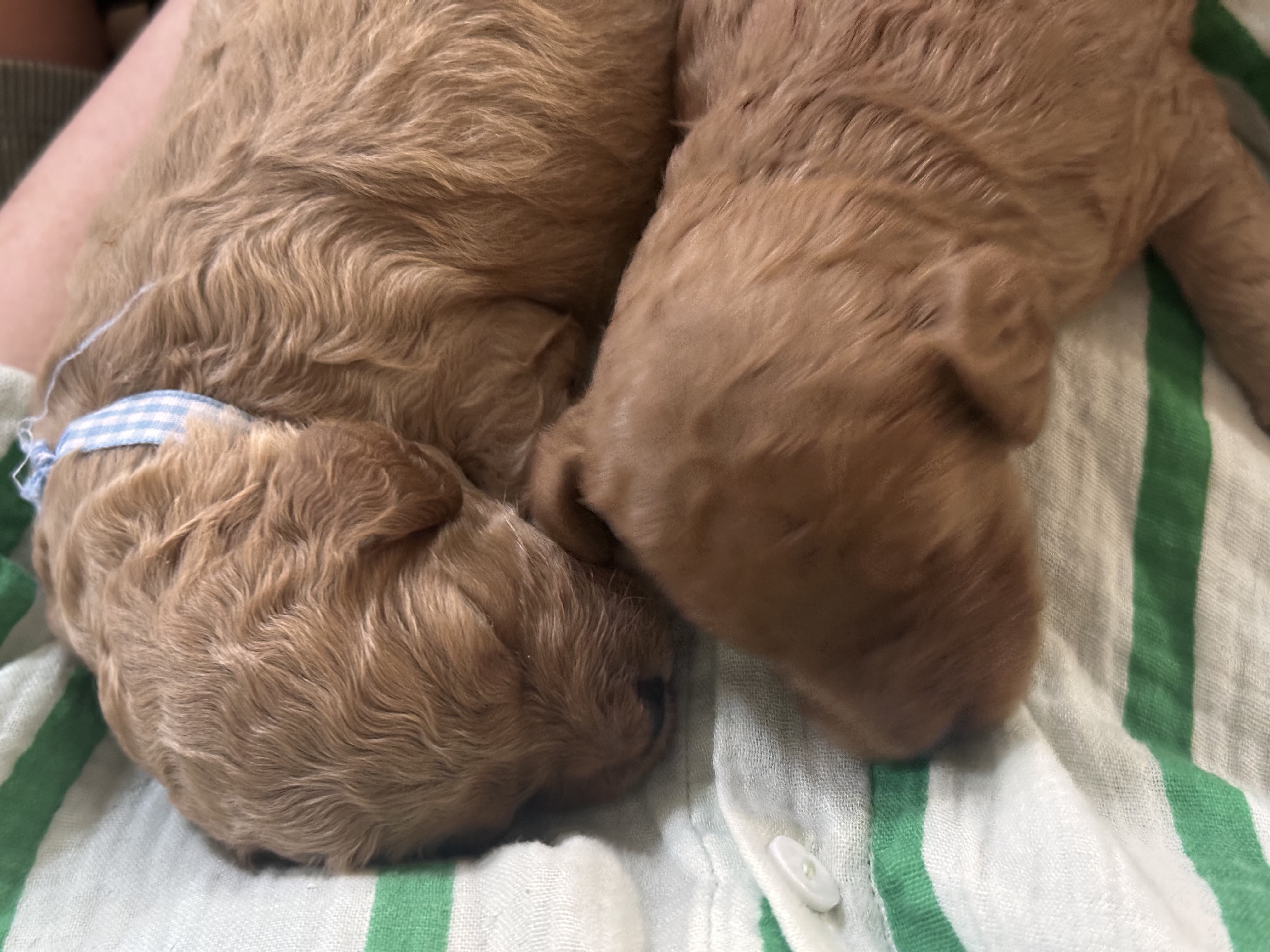 Spoodle – Tahlia Massey