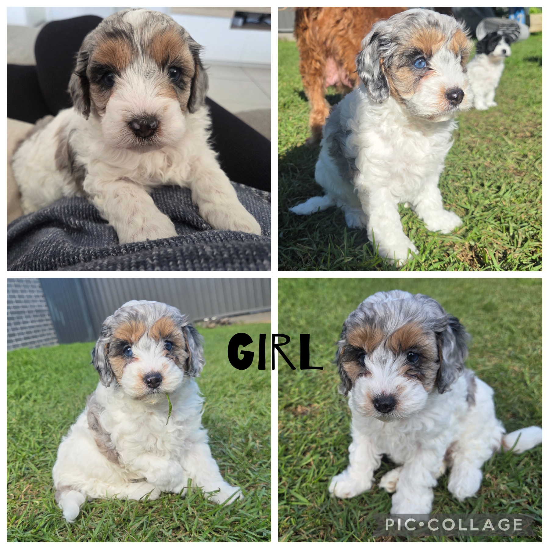 Cavoodle – Sanctuary Point