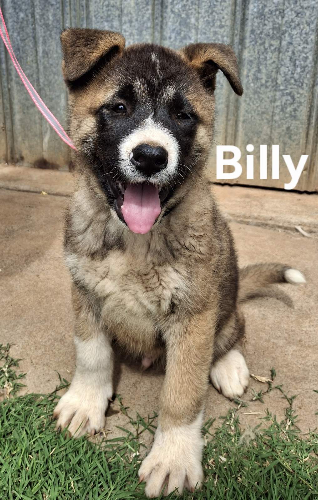 Akita – Salisbury North