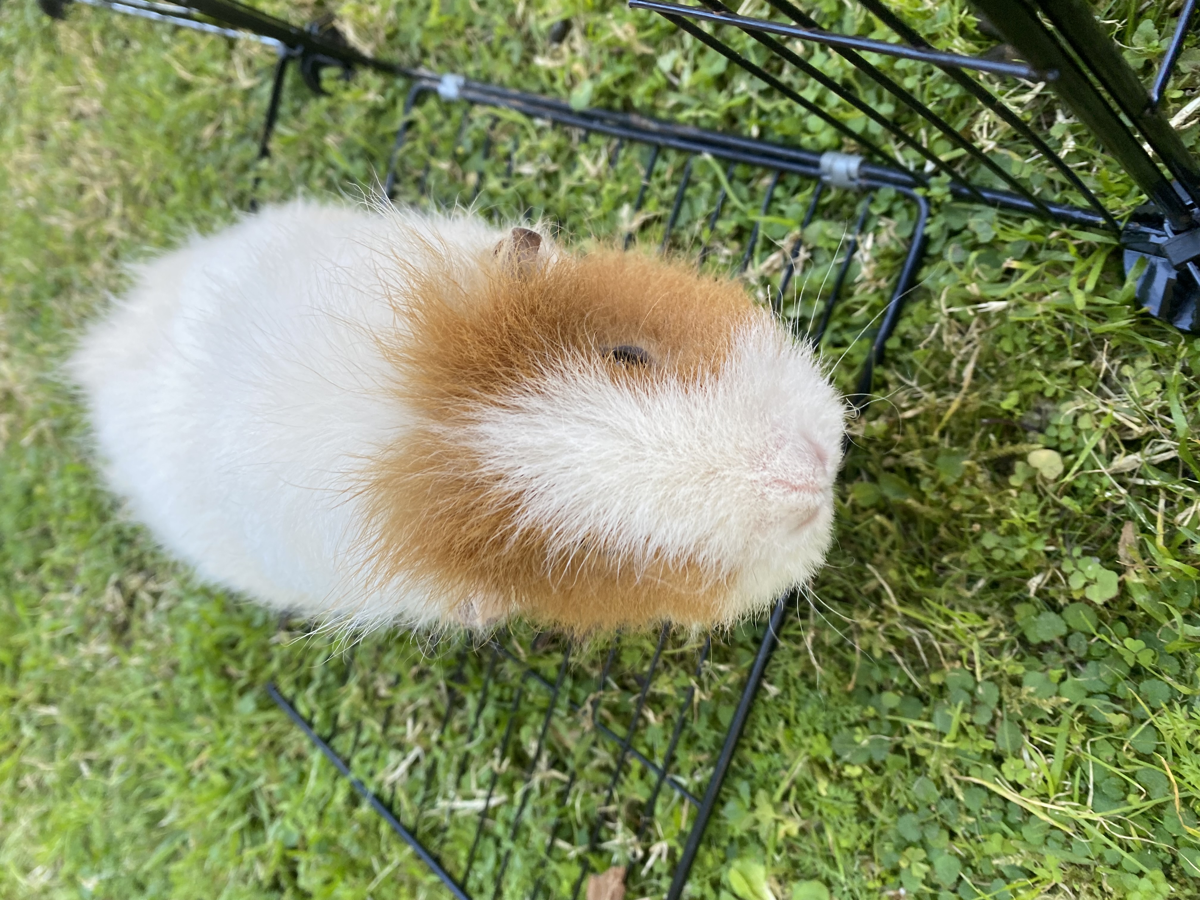 Guinea Pig – Granville