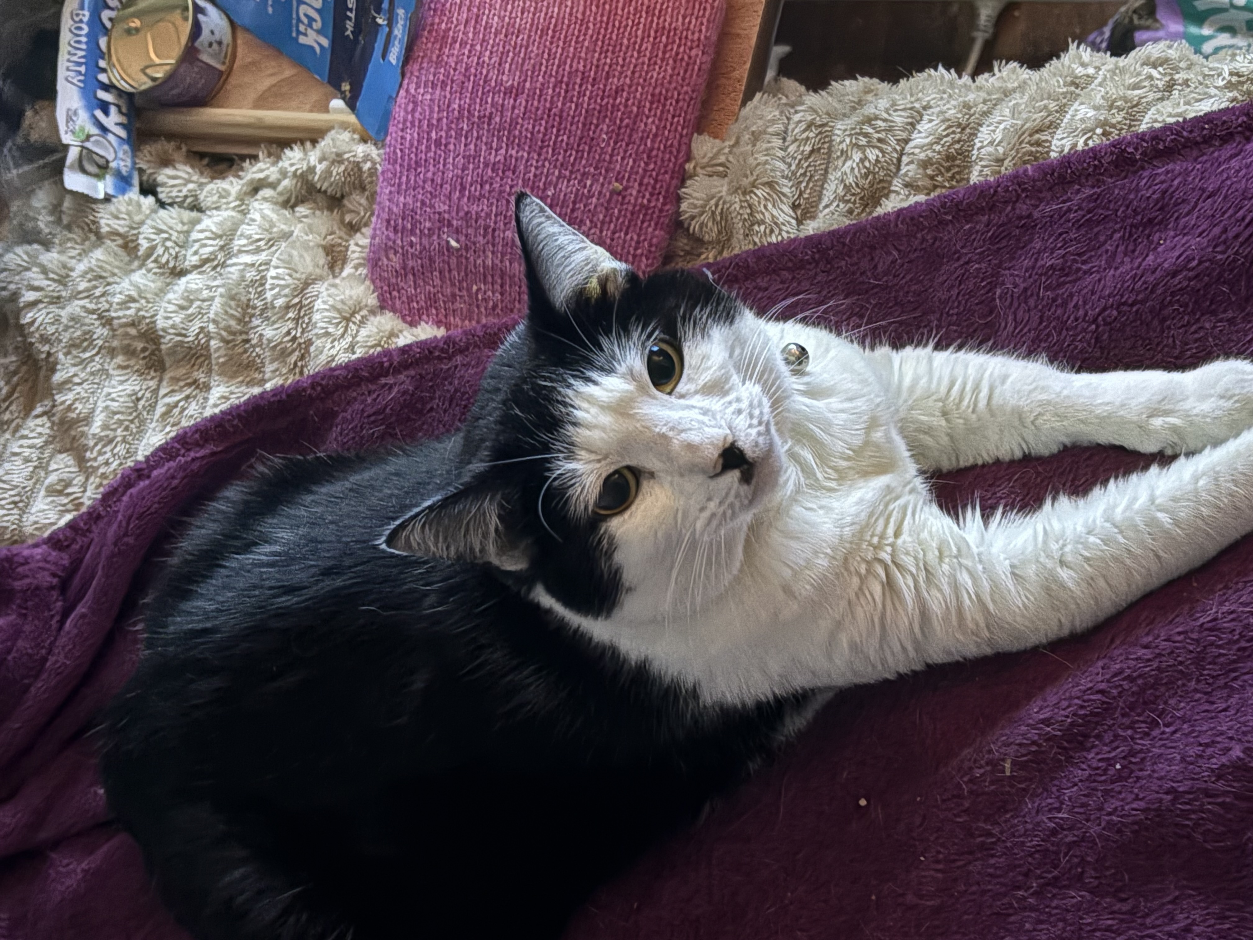 Domestic Short Hair (DSH) – Mermaid Beach