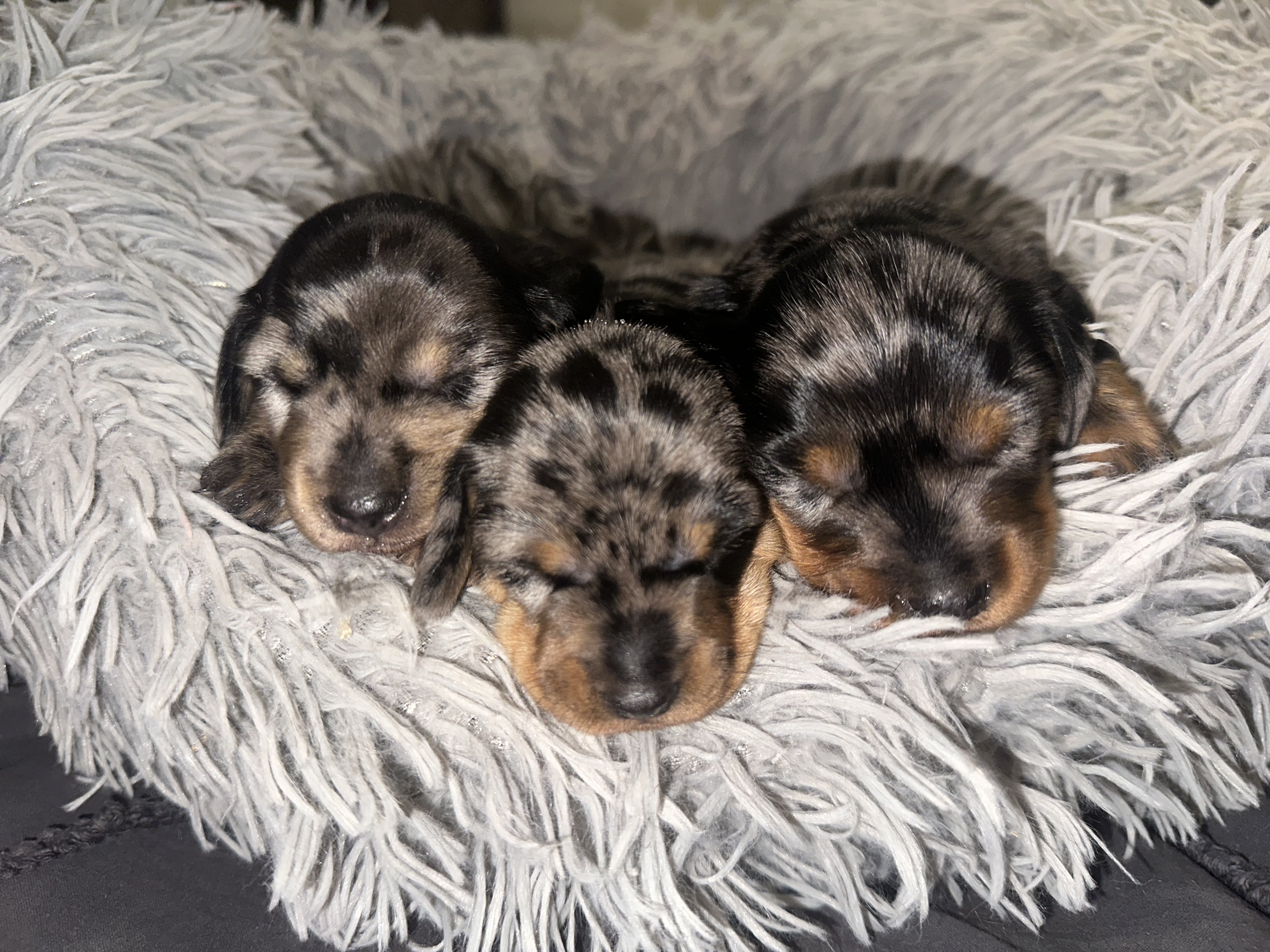 Miniature Dachshund – Toowoomba