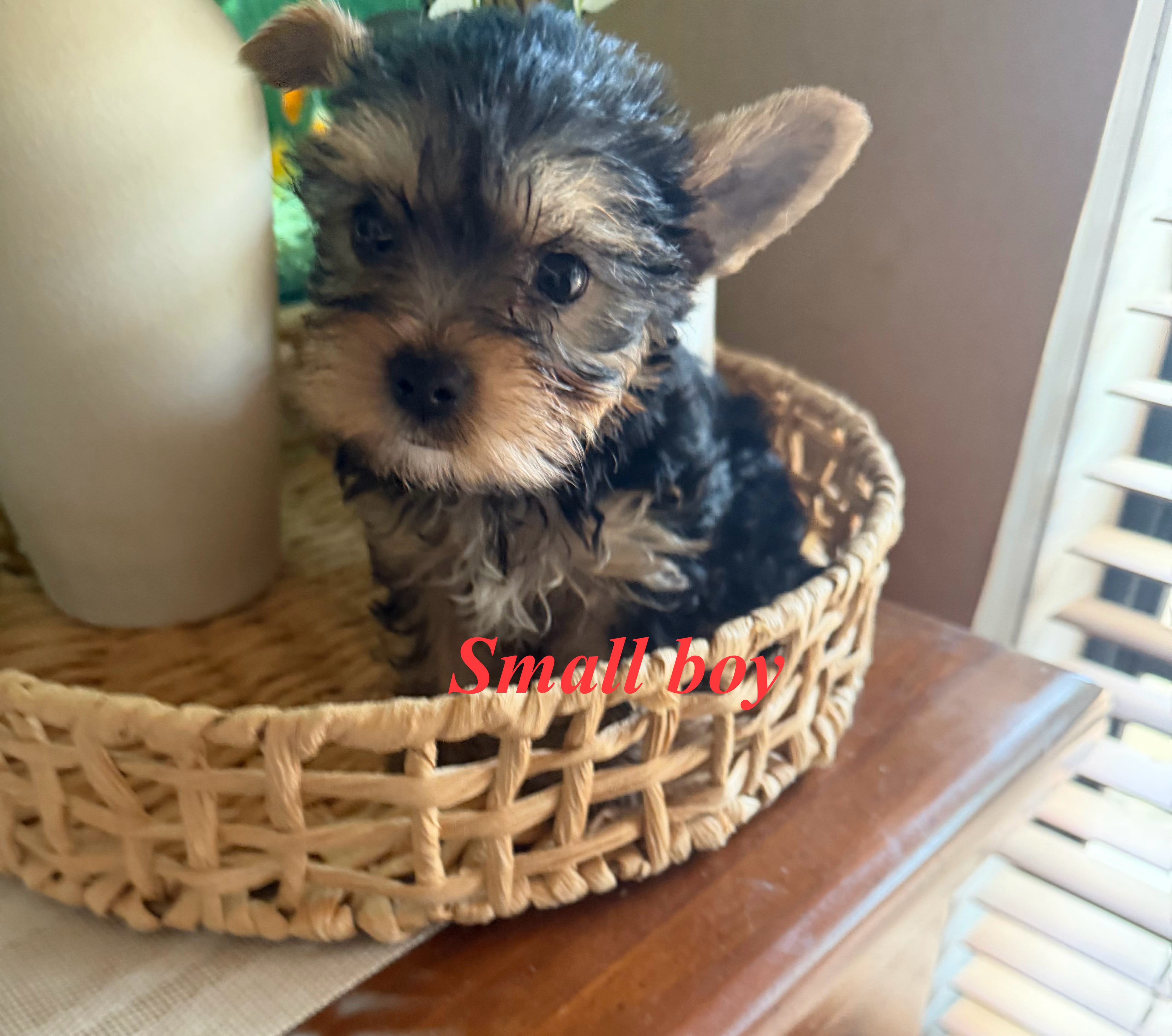 Yorkshire Terrier – Rooty Hill