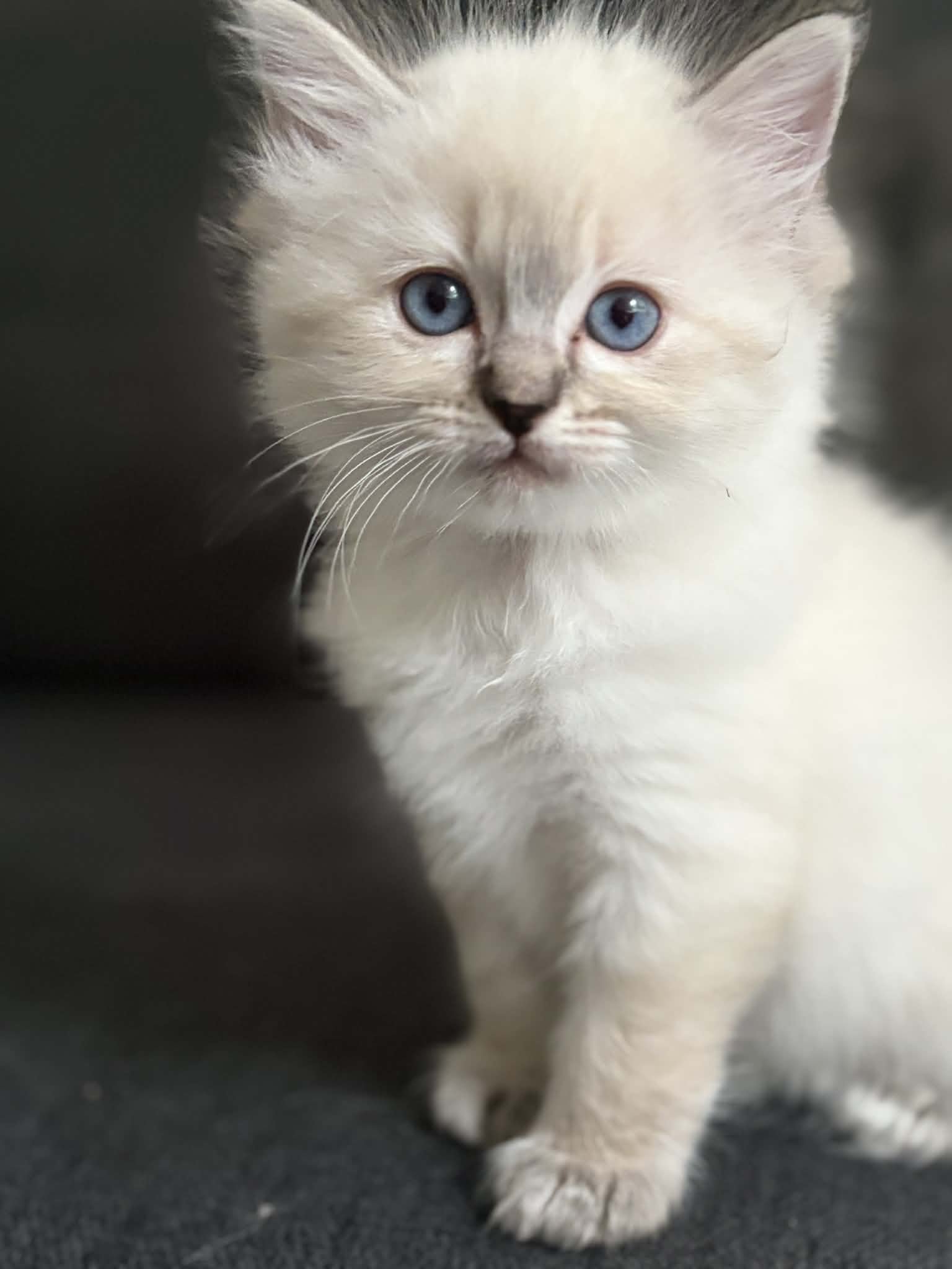 Ragdoll – Warrnambool