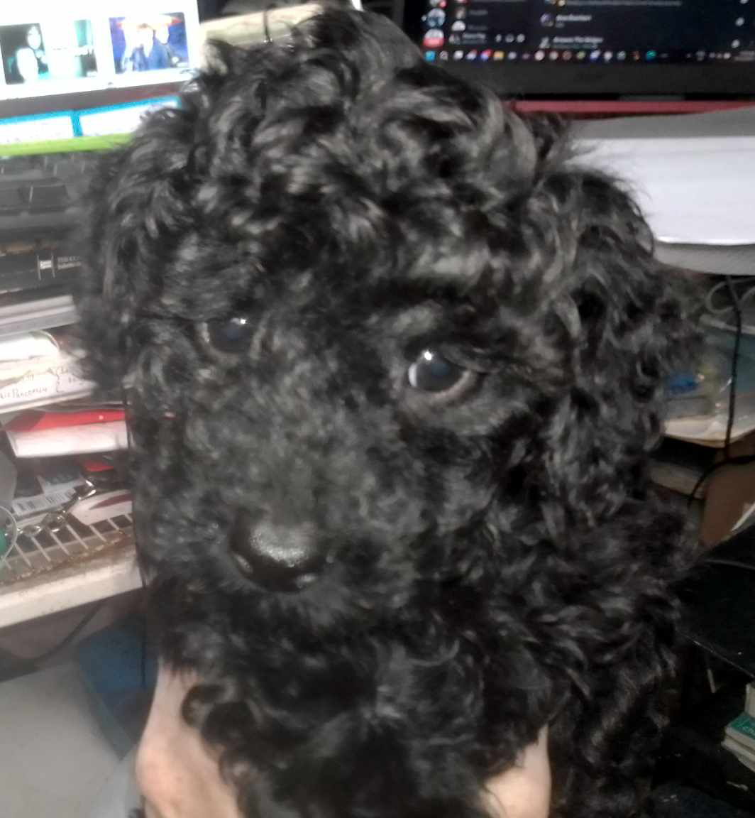 Toy Poodle - New Norfolk