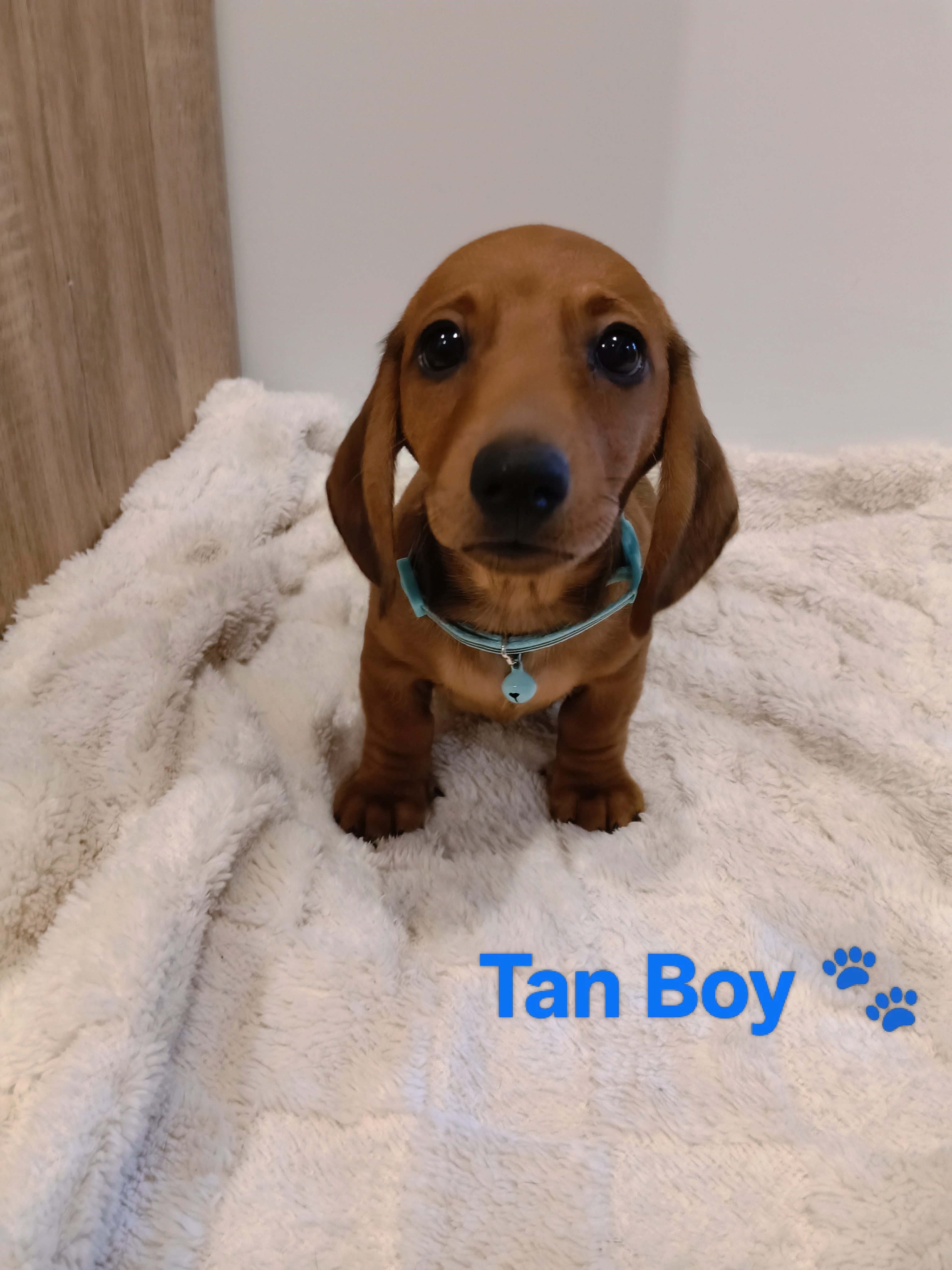 Miniature Dachshund – South Gladstone