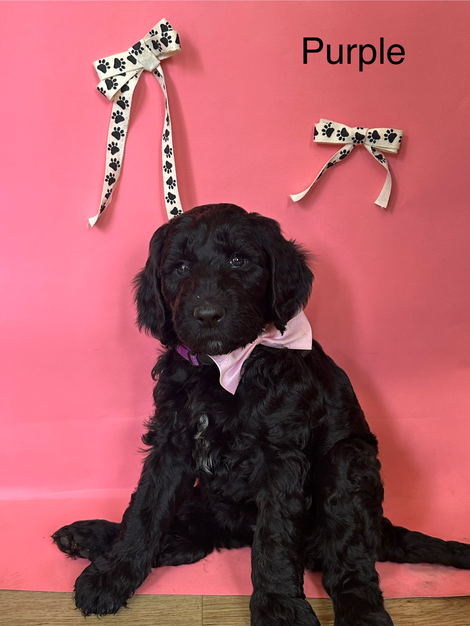 Goldendoodle - Kempsey - PetsForHomes