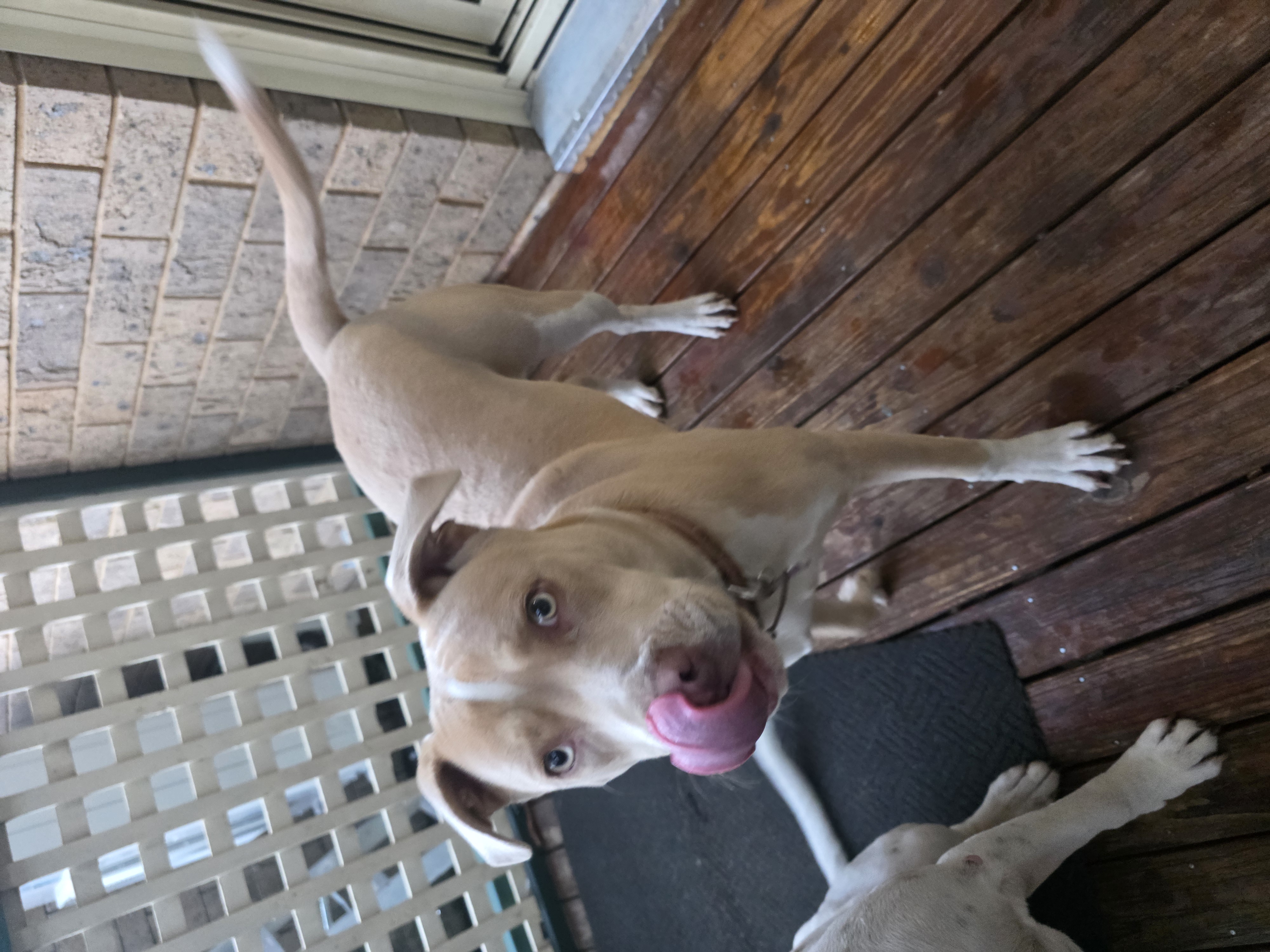 Dogs – Saint Clair