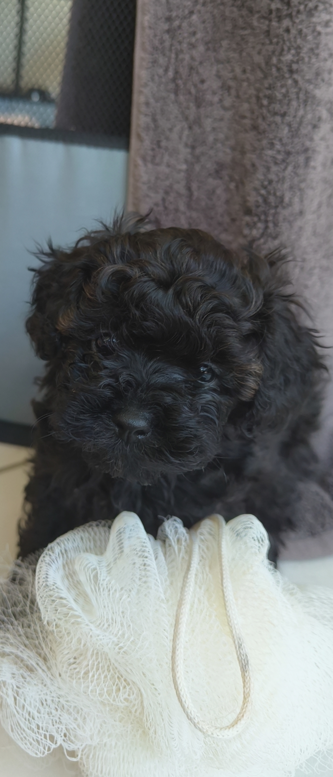 Cavoodle – Coomera