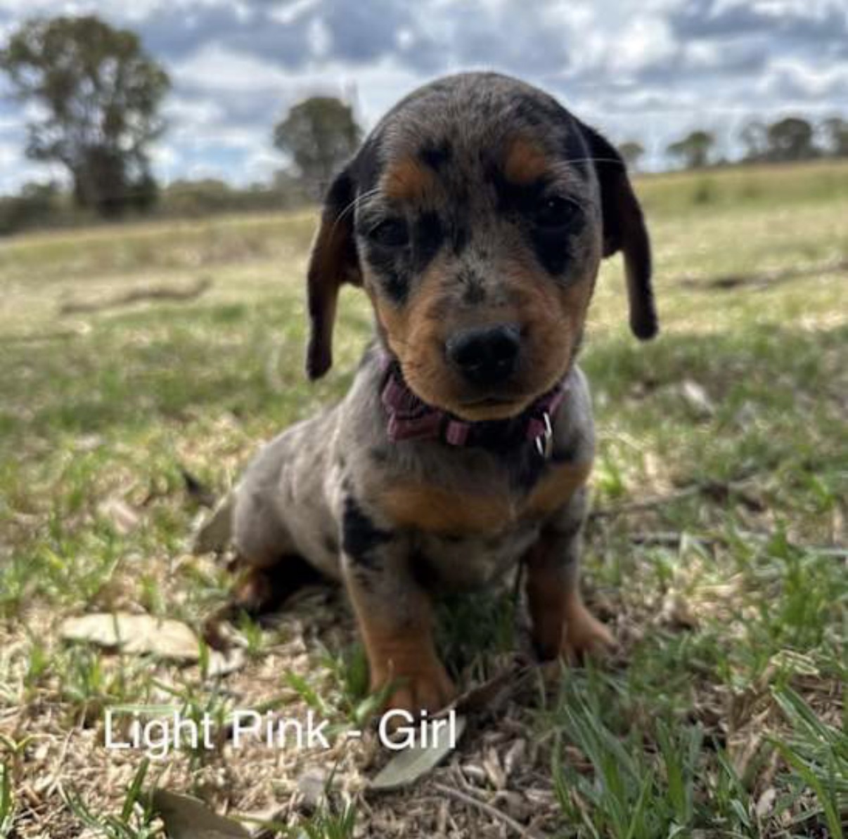 Miniature Dachshund – Dalveen