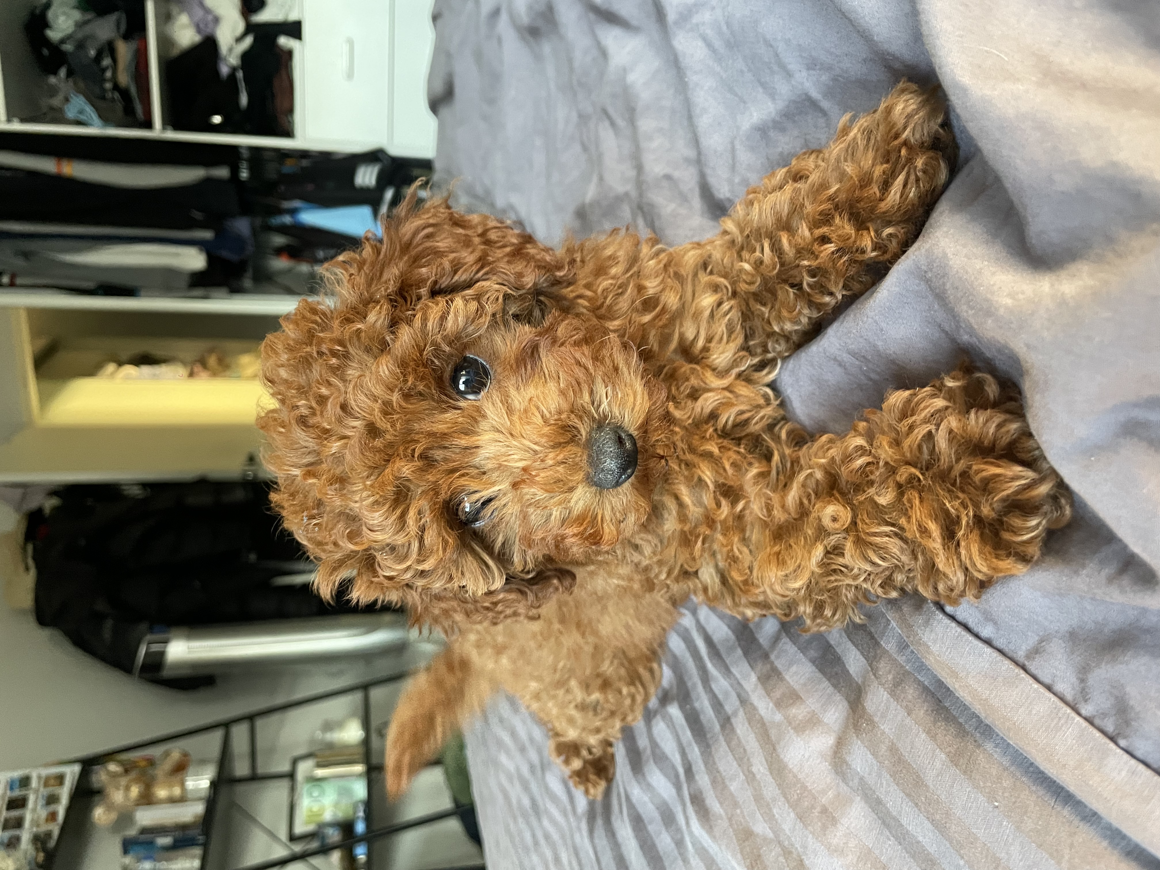 FEMALE TOY POODLE
