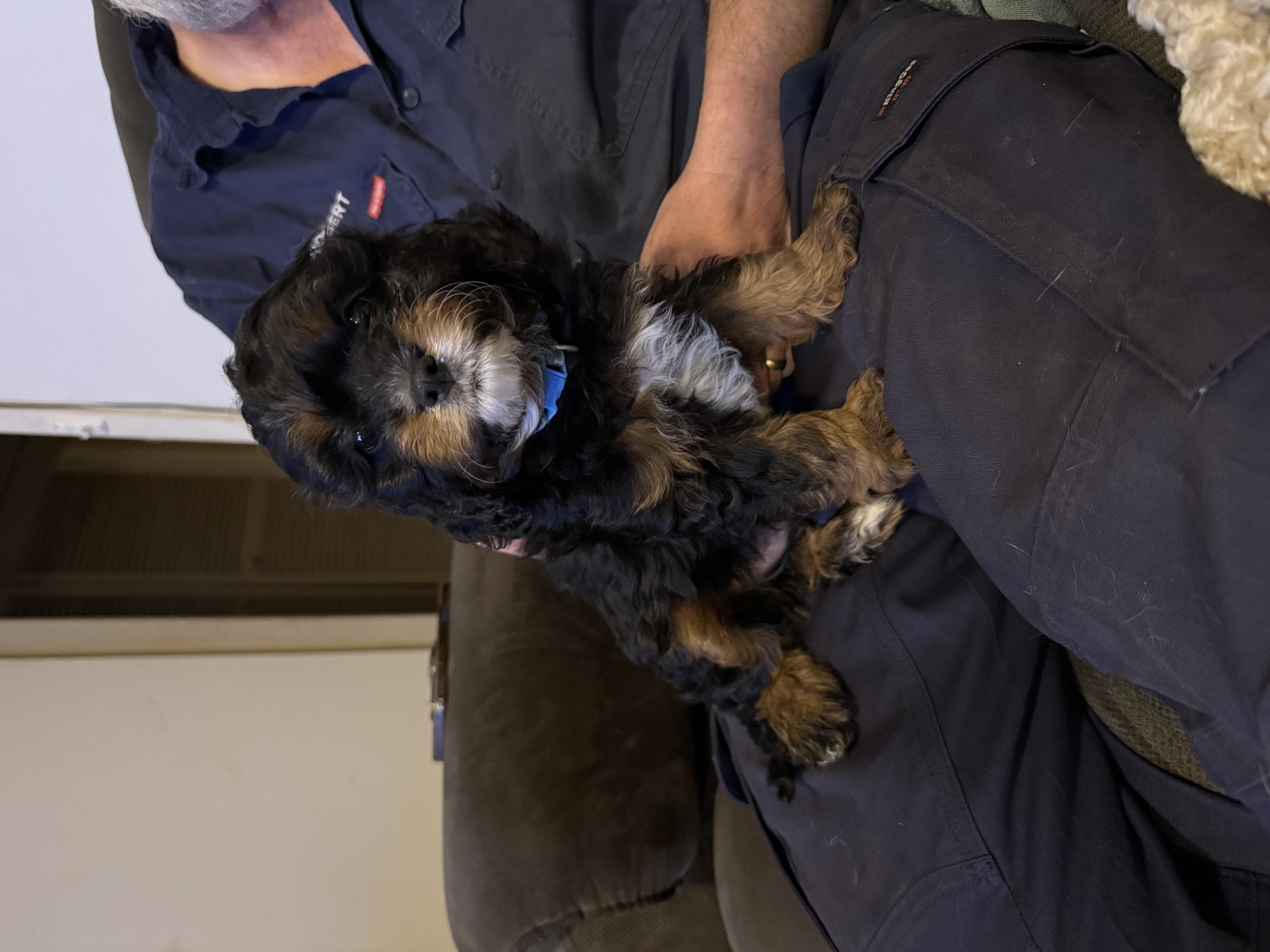 Cavoodle – Dubbo
