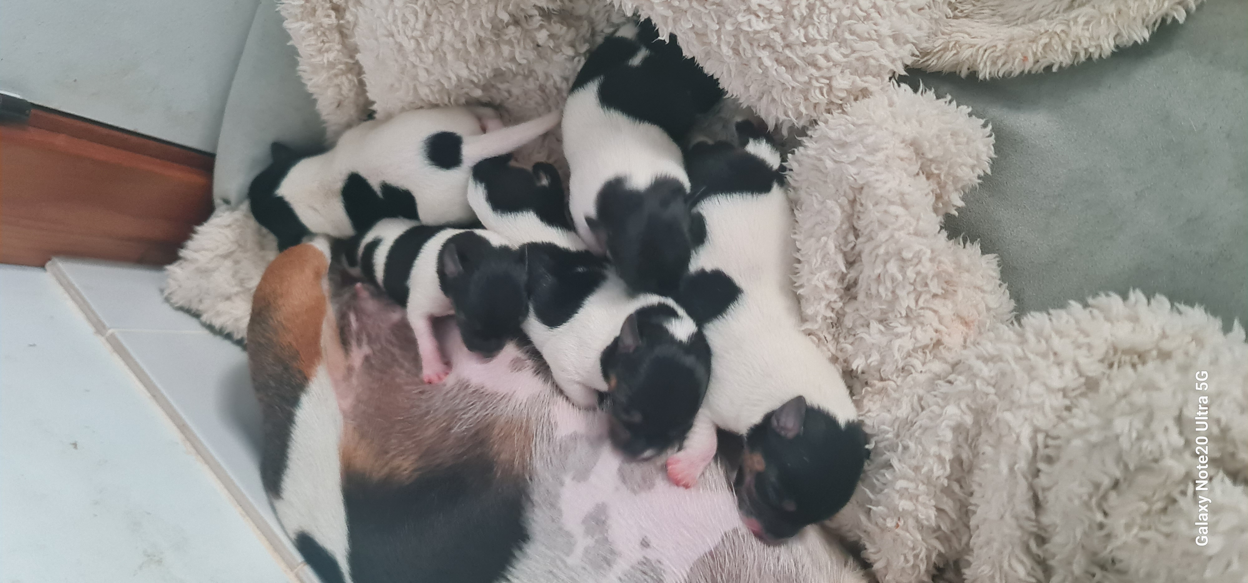 Tenterfield Terrier – Halekulani