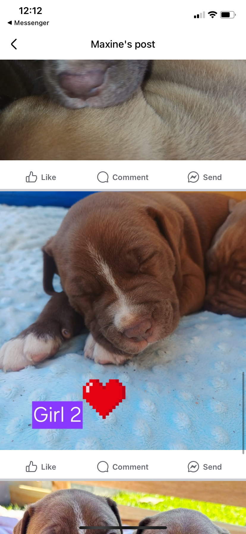 Other Dogs – Wellington Point