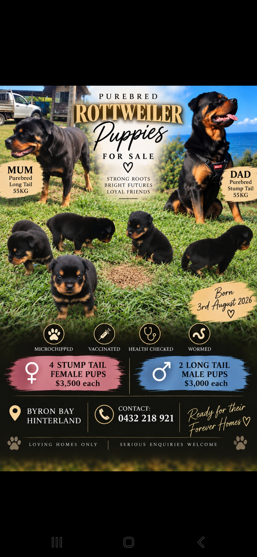 Rottweiler – Byron Bay