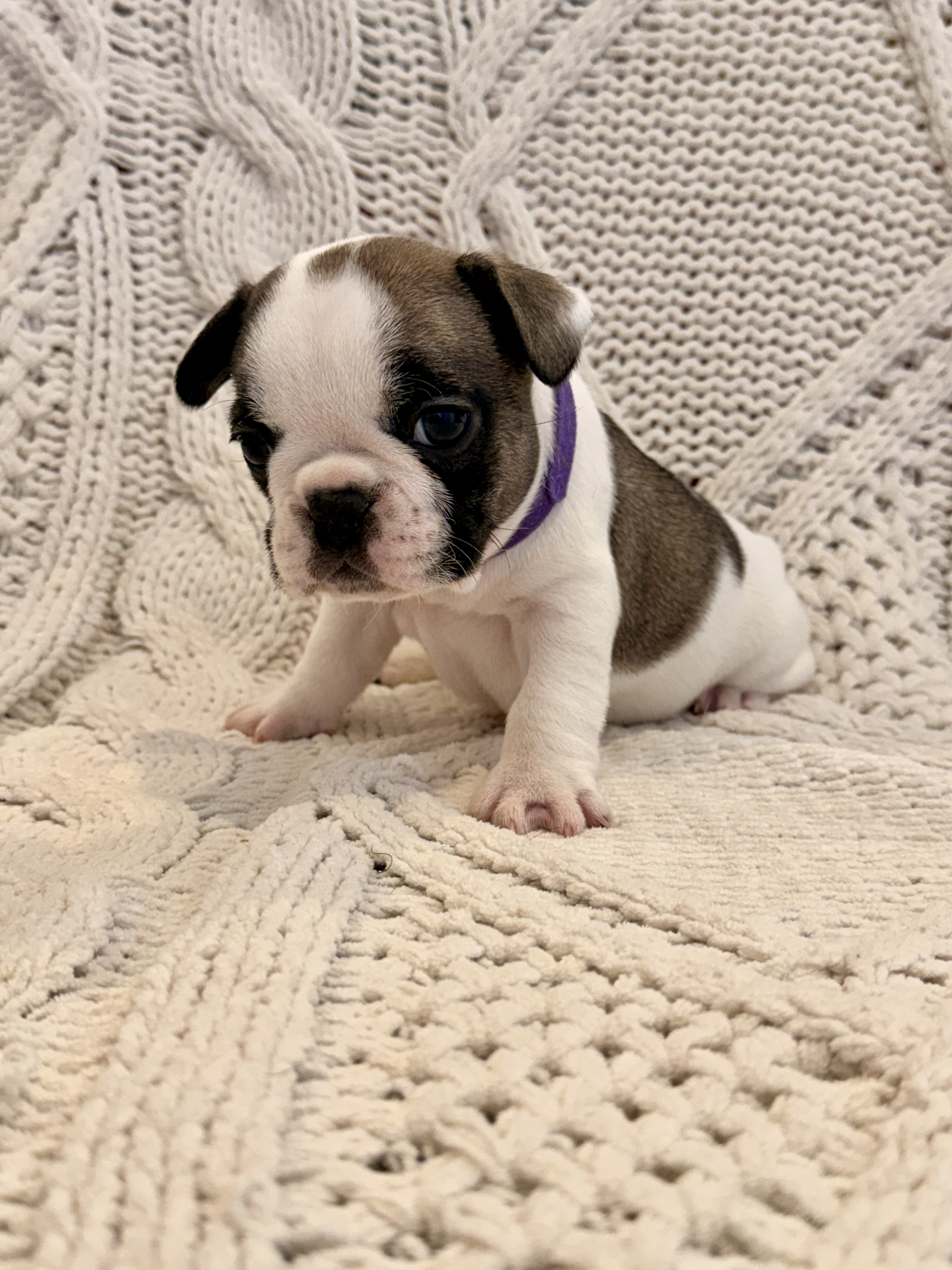 French Bulldog – Minchinbury