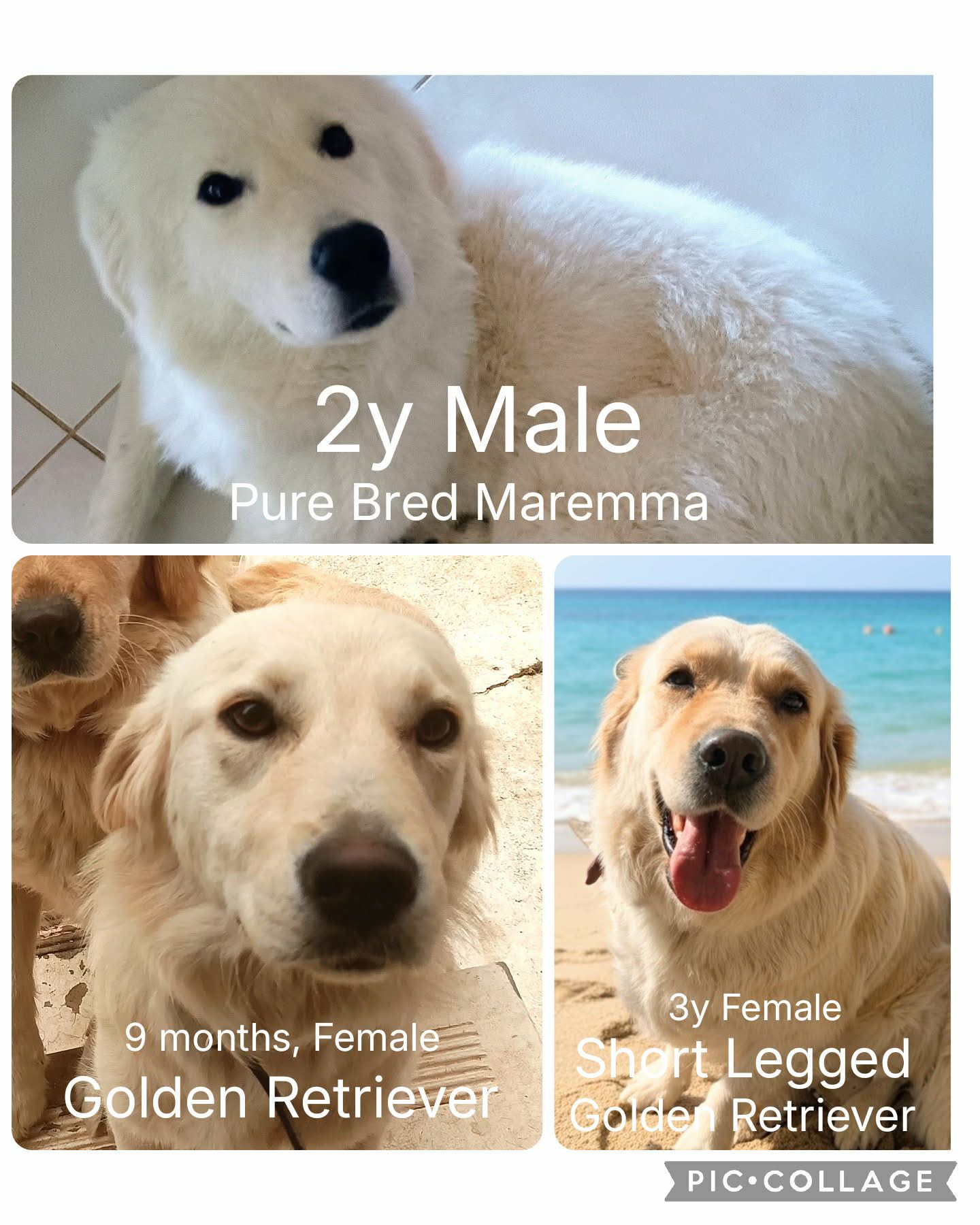 Golden Retriever – Adelaide