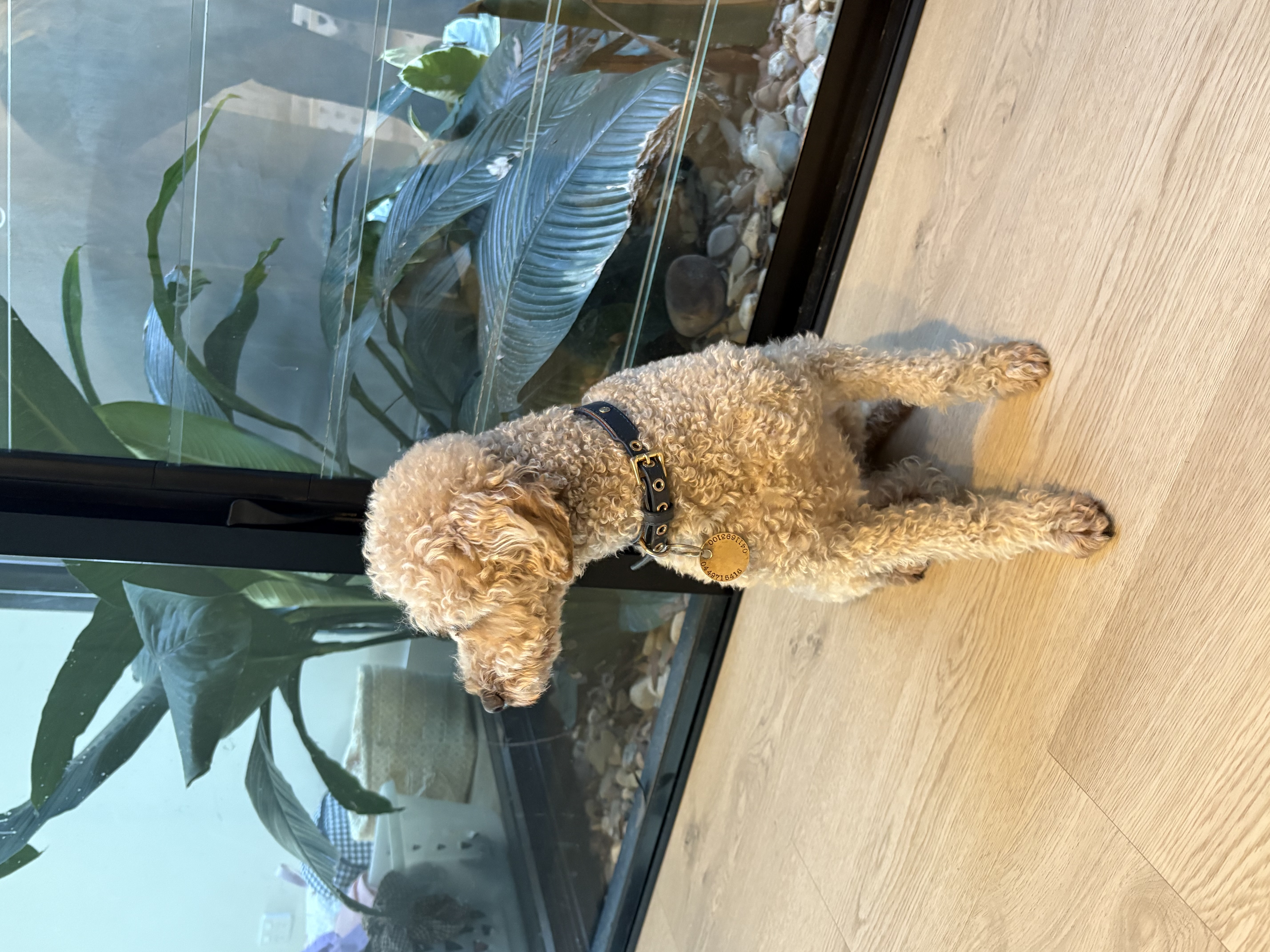 Cavoodle – Eastwood