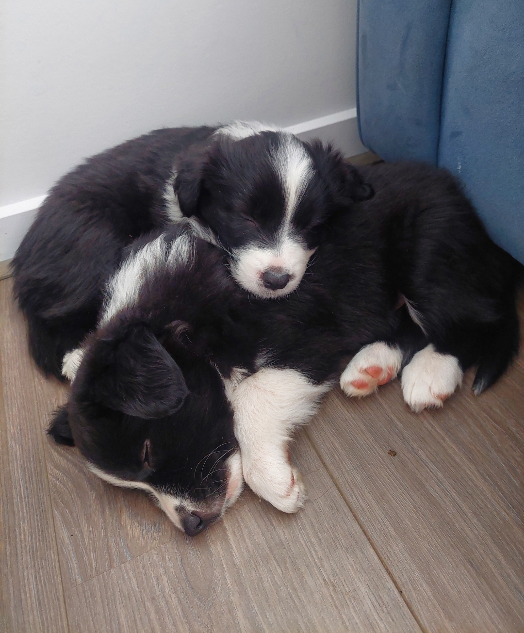 BORDER COLLIE PUPS - Avalible now - pure bred x 2 male, long/medium hair