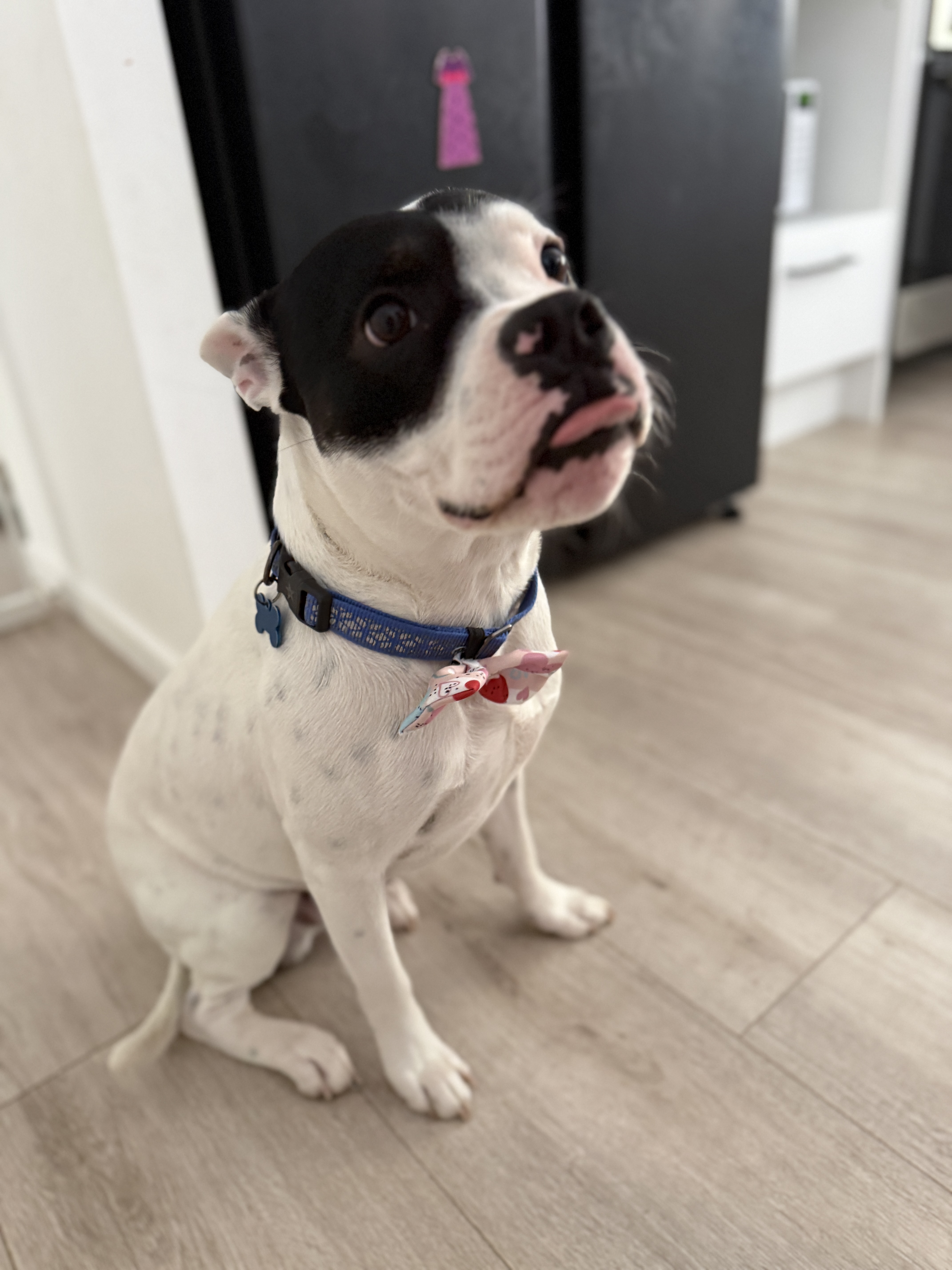 Staffordshire Bull Terrier – Springfield