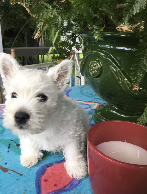 West Highland Terrier – Closeburn
